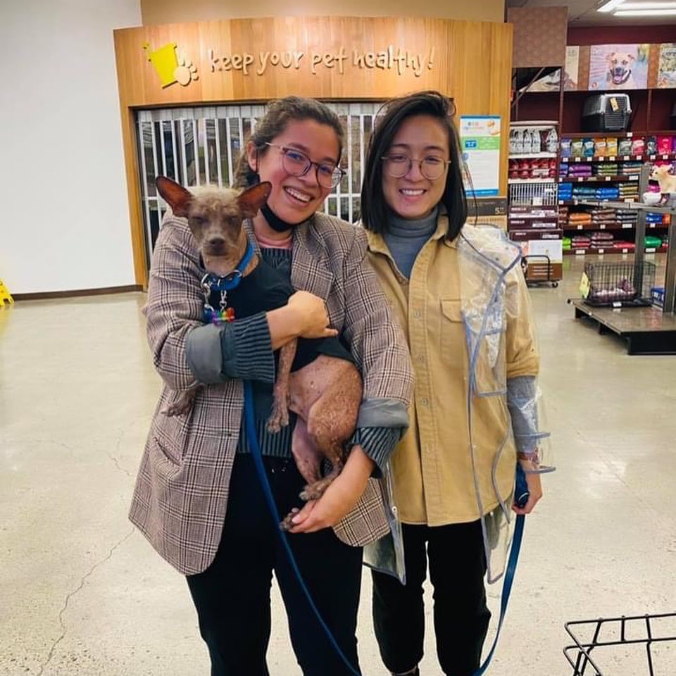💜We are thrilled to announce these adoptions💜We have Songbird EltonJohn. Her fosters fell in love with her and decided she’s not going anywhere. Also adopted this week is Daiquiri Cocktail and Bellini Cocktail. 
Mojito cocktail (white poodle) mimosa (kitten), sweet Angeline, Boomerang cocktail, Streaker 11, Faina, and Old friend! ❤️
Thank you for choosing to adopt 🐾