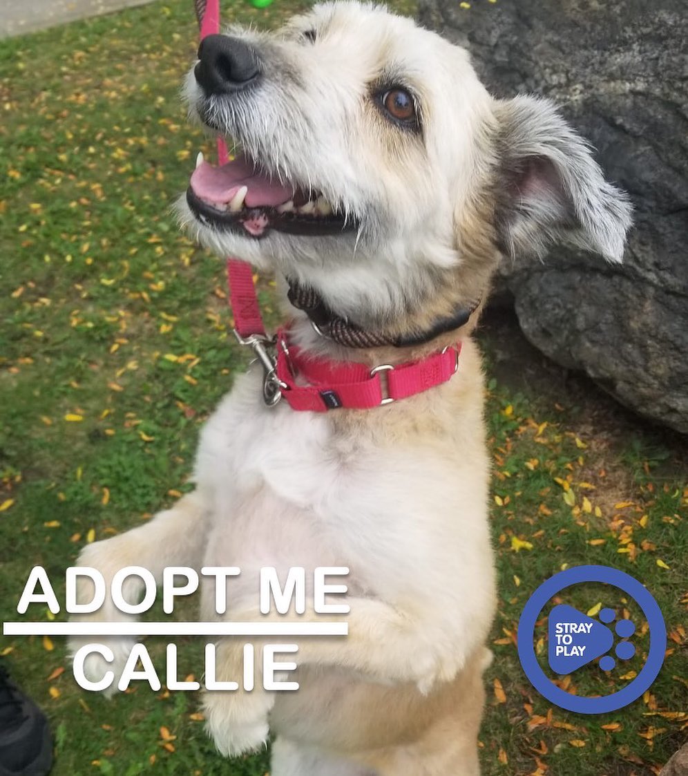 Callie is looking for her forever home 🥰

Callie is a sweet collie/wheaten terrier mix who is about 5 years old. She came to us a very insecure and anxious pup, but she has come a long way while in foster care and shown us that she has a ton of love to give. Callie has also proven to be quite the athletic girl!

Her perfect home would be with a person (or people) who are experienced and can read a dog's body language. She will thrive in either a house or an apartment, as long as her forever family will provide sufficient exercise. A family with a steady routine and firm boundaries would be ideal for her, as it will help Callie boost her confidence. She would benefit from a forever family that will continue to expose her to different environments. Callie is fully house trained and crate trained, and has previously lived with cats. 

Callie’s fosters describe her as a small furry guardian; she is loving and a good friend for her humans. All the love she receives, she’ll give back in spades. Callie is happy to spend her time playing with humans, by herself (to impress humans) or going for swims, walks and runs. She loves her squeaky toys and playing fetch. 🎾

To find out more about Callie, or apply to adopt, click the link in our bio to visit our website. 

<a target='_blank' href='https://www.instagram.com/explore/tags/adoptapet/'>#adoptapet</a> <a target='_blank' href='https://www.instagram.com/explore/tags/opttoadopt/'>#opttoadopt</a> <a target='_blank' href='https://www.instagram.com/explore/tags/adoptdontshop/'>#adoptdontshop</a> <a target='_blank' href='https://www.instagram.com/explore/tags/straytoplay/'>#straytoplay</a> <a target='_blank' href='https://www.instagram.com/explore/tags/rescuedog/'>#rescuedog</a> <a target='_blank' href='https://www.instagram.com/explore/tags/torontodogs/'>#torontodogs</a> <a target='_blank' href='https://www.instagram.com/explore/tags/ontariorescuedogs/'>#ontariorescuedogs</a> <a target='_blank' href='https://www.instagram.com/explore/tags/foreverhomeneeded/'>#foreverhomeneeded</a> <a target='_blank' href='https://www.instagram.com/explore/tags/torontodogsforadoption/'>#torontodogsforadoption</a>