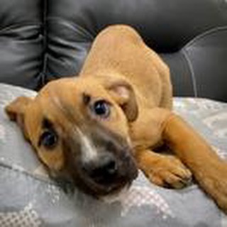 Tiana says hi! This cutie is ready for her new home. Is it yours?

For more information and to put in an application, visit warmhearts.org/adopt. 

<a target='_blank' href='https://www.instagram.com/explore/tags/Adoptdontshop/'>#Adoptdontshop</a> <a target='_blank' href='https://www.instagram.com/explore/tags/littlerock/'>#littlerock</a> <a target='_blank' href='https://www.instagram.com/explore/tags/littlerockar/'>#littlerockar</a> <a target='_blank' href='https://www.instagram.com/explore/tags/littlerockarkansas/'>#littlerockarkansas</a> <a target='_blank' href='https://www.instagram.com/explore/tags/arkansas/'>#arkansas</a> <a target='_blank' href='https://www.instagram.com/explore/tags/hspc/'>#hspc</a>