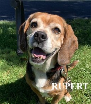 Hello everyone. My name is Rupert. I am a senior guy who is looking for my forever home. The staff says I am very sweet, charming and have a lovable personality. They especially love how vocal I am. I came to Paws as a stray and have been a perfect gentleman. I do well with other dogs, cats and children 8 and older. I enjoy spending time with people and will never turn down a good scratch. If you have been looking for an older boy with lots of love to share, please consider me.
💙 Love,
Rupert 
<a target='_blank' href='https://www.instagram.com/explore/tags/PAWS/'>#PAWS</a> <a target='_blank' href='https://www.instagram.com/explore/tags/Adopt/'>#Adopt</a>