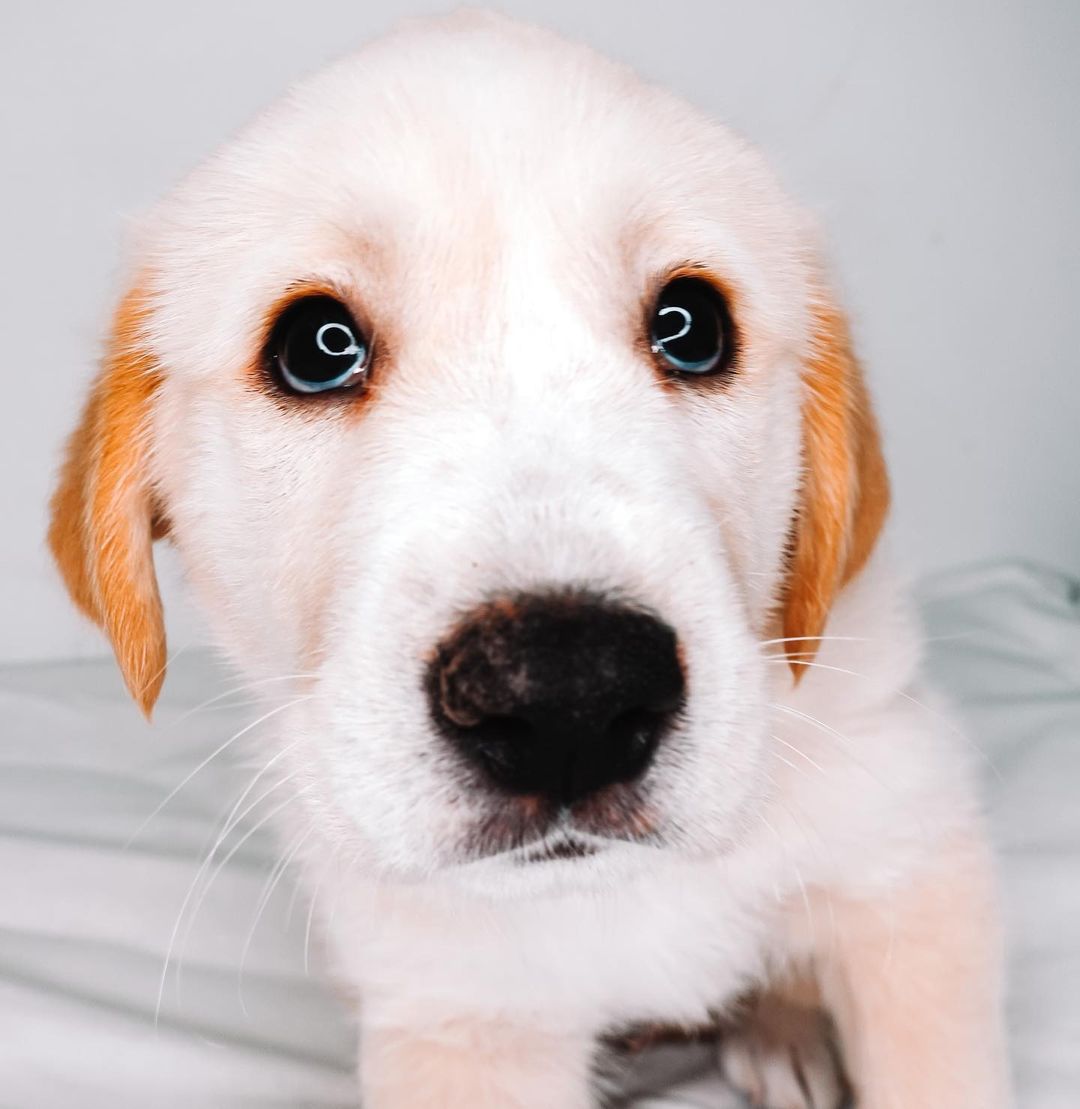 Boy, do we have the duo for you! Meet Tater & Tot! 🧸

These boys are the best! They compliment each other so well! Tater is a ball of energy while Tot is a pro napper! They love toys, treats, playtime…but most all all, their people! They love to wake up and be held. They are working on potty trains and soon their days in and out of a puppy pen together! They are just as smart as they are cute! They are so very loyal to their people! They are going to make the best friends anyone could ask for! 💛
Age: 7 weeks
Estimated breed: Pyrenees/Lab mix

Our story: Hello, I’m Tater! Hello, I’m Tot! We are brothers! We were surrender by our owners. Sadly, we are the only survivors of all of our siblings. All we want is to show people true love! We love to snuggle, romp, and play! We are goofy and oh so loving! Plus…we’re big ole balls of fluff! We are so ready to find our homes! Hey forever people…where you at?! 👀

Apply for these babies at puppyhavenrescue.com/adopt/!