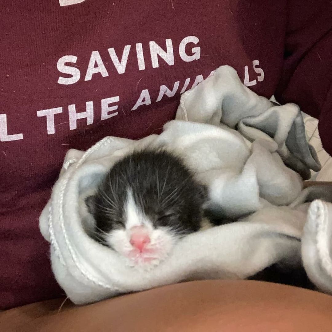 We love these photos from Norfolk SPCA staff member and foster mom, Lindsey! This little one is receiving around-the-clock bottle 🍼 feeding and care as part of Norfolk SPCA's Foster Program. 

Being a foster parent is one of the most rewarding volunteer opportunities we have! You get to cuddle with kittens and puppies, care for animals during their medical recovery periods or help us teach a few key social skills which will assist a pet in finding their forever home. We will provide you with needed supplies and our caring vet staff is here to provide any necessary medical care your foster pet may need along the way. You promise to provide all the TLC the animals need. ❤️

Find out more about our foster program here: https://norfolkspca.com/foster/