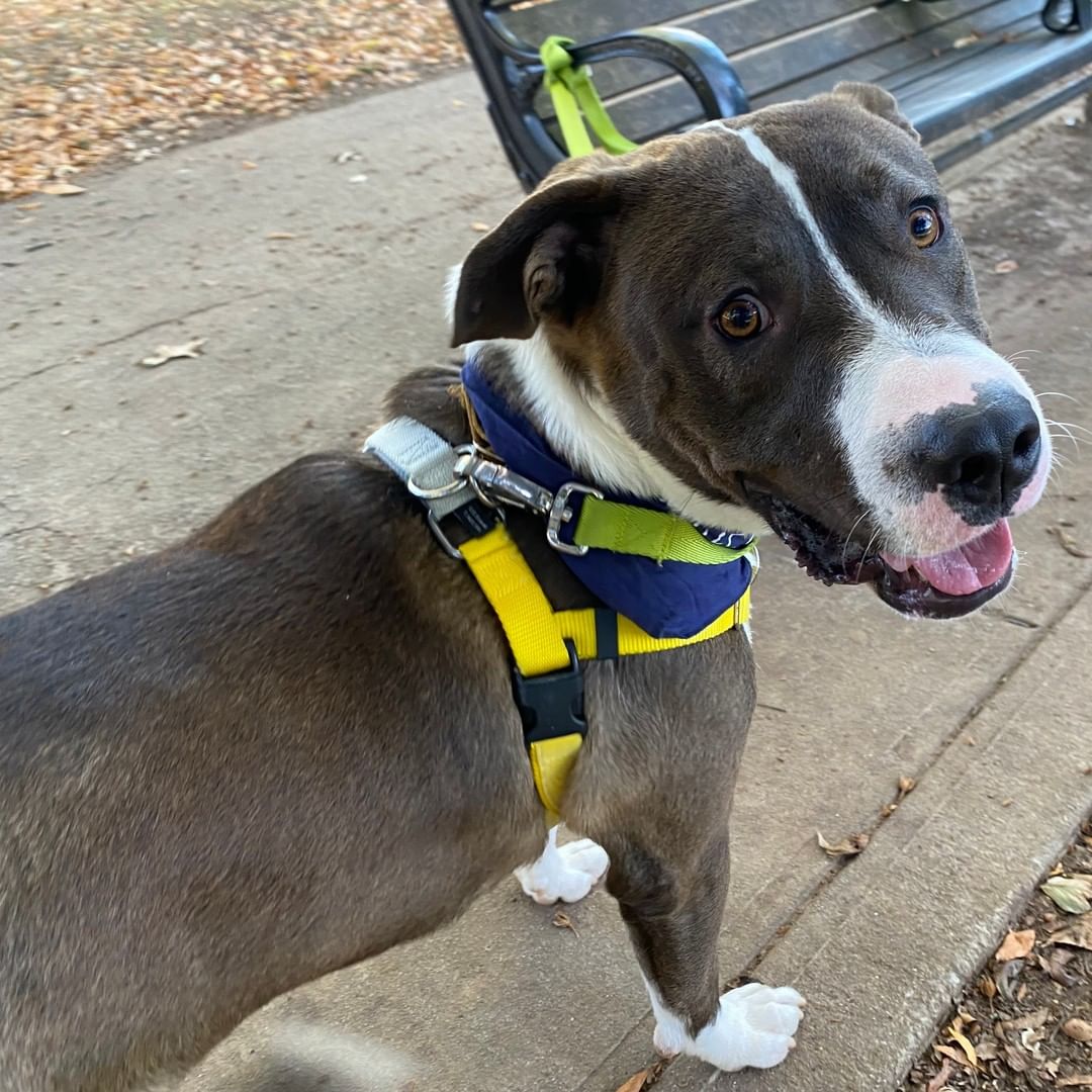 HANDSOME ALERT!

Fulton County Animal Services resident Richard is here to steal your heart! This adorable fella is approximately 3 years old, and 68lbs pounds of pure love! Richard loves toys, treats, and good cuddles after a nice walk! 

If you would like to learn more about Richard visit bit.ly/RichardFCAS