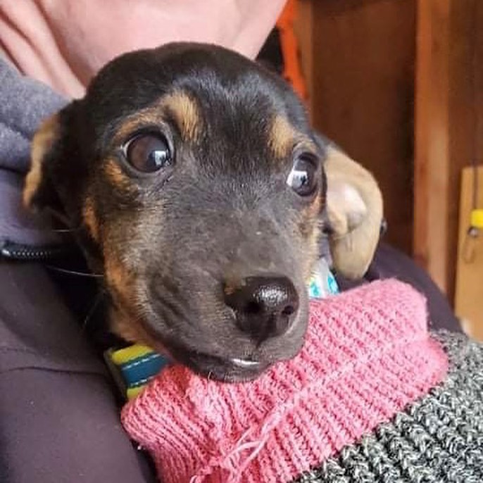 Today’s transport included 8 dogs, 8 puppies, 2 cats, and 2 kittens. All of the dogs had quite the climate shock, but the snow was very exciting to most! ❄️🐶❄️ Thanks to everyone who made this possible: advocates and fosters in Kentucky, our amazing drivers Laurel and Barb, and our fosters here! Can’t wait to see how all these angels blossom!

<a target='_blank' href='https://www.instagram.com/explore/tags/Adoptdontshop/'>#Adoptdontshop</a> <a target='_blank' href='https://www.instagram.com/explore/tags/redemptionroadrescue/'>#redemptionroadrescue</a> <a target='_blank' href='https://www.instagram.com/explore/tags/redemptionroadmn/'>#redemptionroadmn</a> <a target='_blank' href='https://www.instagram.com/explore/tags/kittens/'>#kittens</a> <a target='_blank' href='https://www.instagram.com/explore/tags/kittensofinstagram/'>#kittensofinstagram</a> <a target='_blank' href='https://www.instagram.com/explore/tags/minneapoliskitty/'>#minneapoliskitty</a> <a target='_blank' href='https://www.instagram.com/explore/tags/rescuedismyfavoritebreed/'>#rescuedismyfavoritebreed</a> <a target='_blank' href='https://www.instagram.com/explore/tags/minnesotakittens/'>#minnesotakittens</a> <a target='_blank' href='https://www.instagram.com/explore/tags/rescuekitten/'>#rescuekitten</a> <a target='_blank' href='https://www.instagram.com/explore/tags/adoptedkitten/'>#adoptedkitten</a> <a target='_blank' href='https://www.instagram.com/explore/tags/Adoptdontshop/'>#Adoptdontshop</a> <a target='_blank' href='https://www.instagram.com/explore/tags/redemptionroadrescue/'>#redemptionroadrescue</a> <a target='_blank' href='https://www.instagram.com/explore/tags/redemptionroadmn/'>#redemptionroadmn</a> <a target='_blank' href='https://www.instagram.com/explore/tags/puppies/'>#puppies</a> <a target='_blank' href='https://www.instagram.com/explore/tags/dogsofinstagram/'>#dogsofinstagram</a> <a target='_blank' href='https://www.instagram.com/explore/tags/minneapolisdog/'>#minneapolisdog</a> <a target='_blank' href='https://www.instagram.com/explore/tags/rescuedismyfavoritebreed/'>#rescuedismyfavoritebreed</a> <a target='_blank' href='https://www.instagram.com/explore/tags/minnesotadogs/'>#minnesotadogs</a> <a target='_blank' href='https://www.instagram.com/explore/tags/rescuepup/'>#rescuepup</a> <a target='_blank' href='https://www.instagram.com/explore/tags/adopteddog/'>#adopteddog</a>