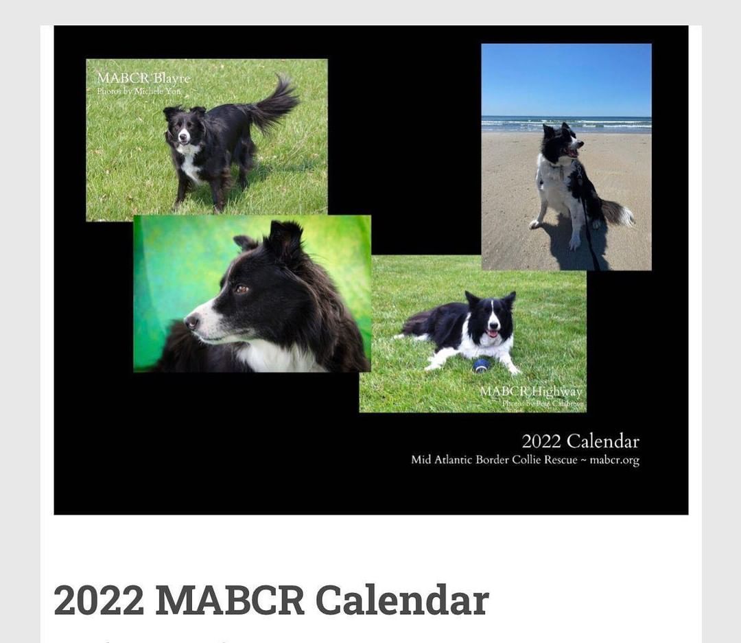 Hey peeps!! Our beautiful 2022 calendar makes an incredible gift for your border collie living friends or yourself!! All funds raised go to help our pups find new homes!! <a target='_blank' href='https://www.instagram.com/explore/tags/rescuedogs/'>#rescuedogs</a> <a target='_blank' href='https://www.instagram.com/explore/tags/bordercollie/'>#bordercollie</a> <a target='_blank' href='https://www.instagram.com/explore/tags/rightdogrighthome/'>#rightdogrighthome</a> <a target='_blank' href='https://www.instagram.com/explore/tags/rescuedismyfavoritebreed/'>#rescuedismyfavoritebreed</a> <a target='_blank' href='https://www.instagram.com/explore/tags/HelpUsHelpThem/'>#HelpUsHelpThem</a> <a target='_blank' href='https://www.instagram.com/explore/tags/wecannotdothiswithoutyou/'>#wecannotdothiswithoutyou</a> <a target='_blank' href='https://www.instagram.com/explore/tags/bordercolliesofinstagram/'>#bordercolliesofinstagram</a> <a target='_blank' href='https://www.instagram.com/explore/tags/bordercollies/'>#bordercollies</a> <a target='_blank' href='https://www.instagram.com/explore/tags/fundraisingforacause/'>#fundraisingforacause</a> <a target='_blank' href='https://www.instagram.com/explore/tags/midatlanticbordercollierescue/'>#midatlanticbordercollierescue</a> <a target='_blank' href='https://www.instagram.com/explore/tags/rescuedogsrock/'>#rescuedogsrock</a> <a target='_blank' href='https://www.instagram.com/explore/tags/mabcr/'>#mabcr</a> <a target='_blank' href='https://www.instagram.com/explore/tags/thankyou/'>#thankyou</a> <a target='_blank' href='https://www.instagram.com/explore/tags/BePartOfOurTeam/'>#BePartOfOurTeam</a> <a target='_blank' href='https://www.instagram.com/explore/tags/bordercollielovers/'>#bordercollielovers</a>