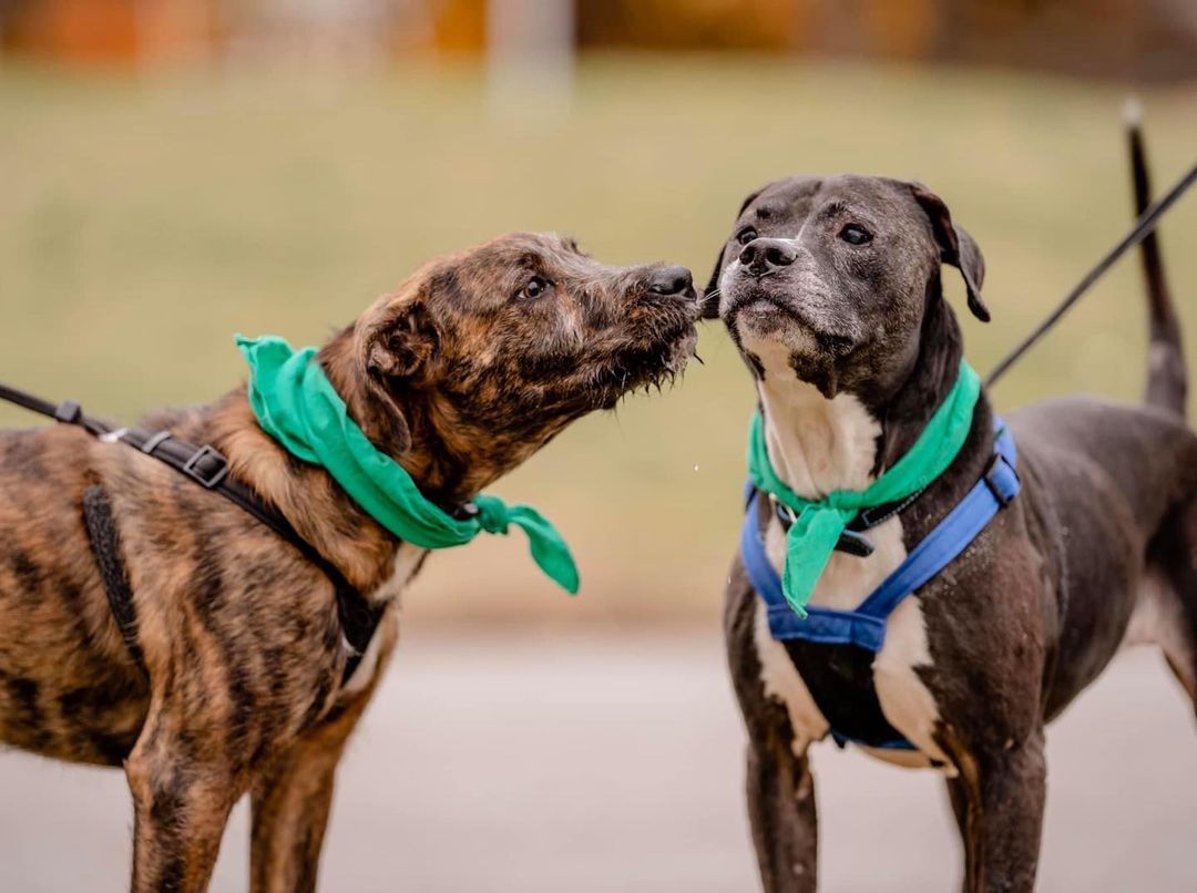 Beautiful @cardioforcanines on Saturday, captured by @madisonreneephoto 🍁🍂