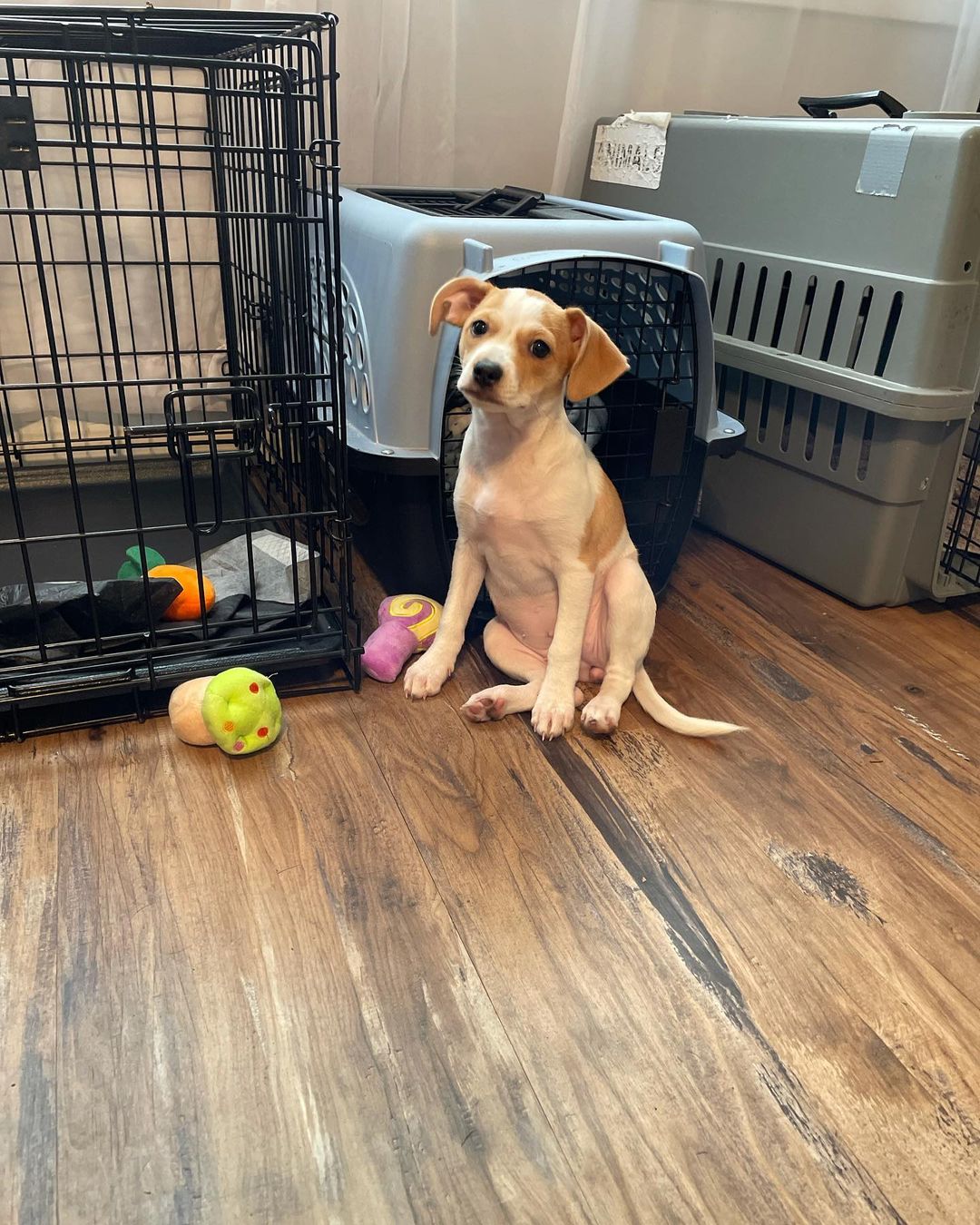 Janet, Gwen and fettuccine are still in search of their forever 🏡! If you are looking to adopt please apply if you know someone that is looking please tag them! These cuties are between 8-9 weeks, all are spay and current on age appropriate vaccines and have seen our vet! They are also microchipped! 

<a target='_blank' href='https://www.instagram.com/explore/tags/petadoption/'>#petadoption</a> <a target='_blank' href='https://www.instagram.com/explore/tags/adoptdontshop/'>#adoptdontshop</a> <a target='_blank' href='https://www.instagram.com/explore/tags/adoption/'>#adoption</a> <a target='_blank' href='https://www.instagram.com/explore/tags/dogsofinstagram/'>#dogsofinstagram</a> <a target='_blank' href='https://www.instagram.com/explore/tags/dogs/'>#dogs</a> <a target='_blank' href='https://www.instagram.com/explore/tags/adopt/'>#adopt</a> <a target='_blank' href='https://www.instagram.com/explore/tags/petsofinstagram/'>#petsofinstagram</a> <a target='_blank' href='https://www.instagram.com/explore/tags/pet/'>#pet</a> <a target='_blank' href='https://www.instagram.com/explore/tags/dog/'>#dog</a> <a target='_blank' href='https://www.instagram.com/explore/tags/rescue/'>#rescue</a> <a target='_blank' href='https://www.instagram.com/explore/tags/pets/'>#pets</a> <a target='_blank' href='https://www.instagram.com/explore/tags/rescuedog/'>#rescuedog</a> <a target='_blank' href='https://www.instagram.com/explore/tags/dogrescue/'>#dogrescue</a> <a target='_blank' href='https://www.instagram.com/explore/tags/adoptapet/'>#adoptapet</a> <a target='_blank' href='https://www.instagram.com/explore/tags/animalrescue/'>#animalrescue</a> <a target='_blank' href='https://www.instagram.com/explore/tags/adoptables/'>#adoptables</a> <a target='_blank' href='https://www.instagram.com/explore/tags/animals/'>#animals</a> <a target='_blank' href='https://www.instagram.com/explore/tags/petadoptions/'>#petadoptions</a>  <a target='_blank' href='https://www.instagram.com/explore/tags/adopted/'>#adopted</a> <a target='_blank' href='https://www.instagram.com/explore/tags/petlovers/'>#petlovers</a> <a target='_blank' href='https://www.instagram.com/explore/tags/rescuedogsarebest/'>#rescuedogsarebest</a> <a target='_blank' href='https://www.instagram.com/explore/tags/rescuedogsarethebestdogs/'>#rescuedogsarethebestdogs</a> <a target='_blank' href='https://www.instagram.com/explore/tags/rescueddogsarethegreatest/'>#rescueddogsarethegreatest</a> <a target='_blank' href='https://www.instagram.com/explore/tags/love/'>#love</a> <a target='_blank' href='https://www.instagram.com/explore/tags/fostersandpaws/'>#fostersandpaws</a>