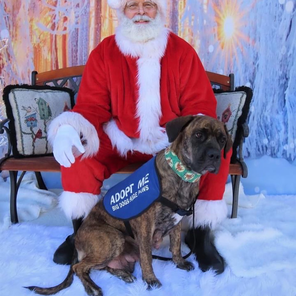 Fuzzball (aka Callie) and the Bluey litter had a photo shoot with Santa yesterday! 
<a target='_blank' href='https://www.instagram.com/explore/tags/bdhp/'>#bdhp</a> <a target='_blank' href='https://www.instagram.com/explore/tags/bdhpi/'>#bdhpi</a> <a target='_blank' href='https://www.instagram.com/explore/tags/bigdogshugepaws/'>#bigdogshugepaws</a>