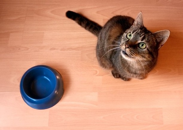 HELP! We're in desperate need of cat food for our food pantry! We rely on donations to stock our food pantry. Help us help others by donating dry or canned cat food today! 

Shop our Amazon wish list and have it sent to us, or drop off food at the shelter at 102 Old Riverhead Rd. West in Hampton Bays. 

https://a.co/832fzws