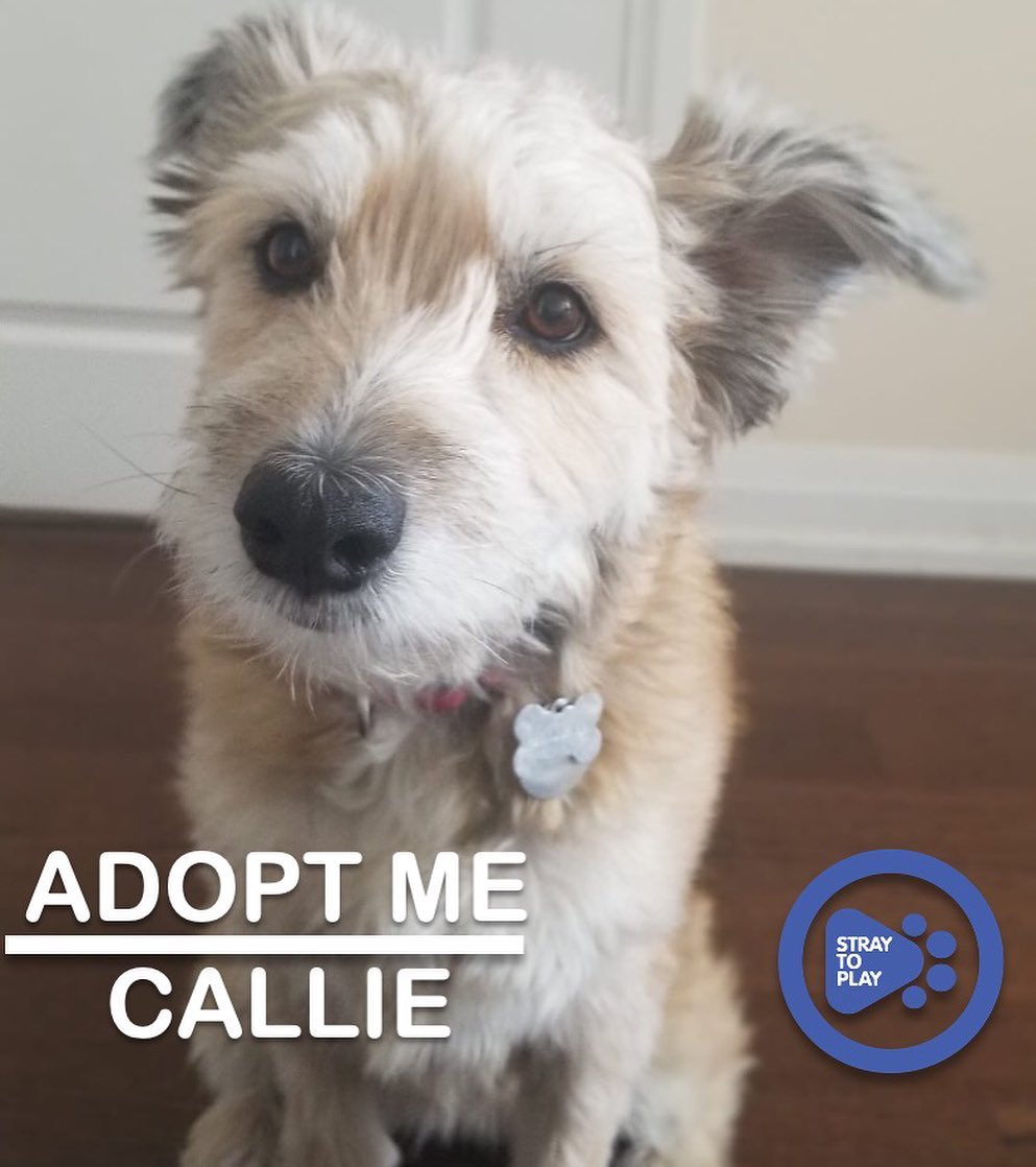 Callie is looking for her forever home 🥰

Callie is a sweet collie/wheaten terrier mix who is about 5 years old. She came to us a very insecure and anxious pup, but she has come a long way while in foster care and shown us that she has a ton of love to give. Callie has also proven to be quite the athletic girl!

Her perfect home would be with a person (or people) who are experienced and can read a dog's body language. She will thrive in either a house or an apartment, as long as her forever family will provide sufficient exercise. A family with a steady routine and firm boundaries would be ideal for her, as it will help Callie boost her confidence. She would benefit from a forever family that will continue to expose her to different environments. Callie is fully house trained and crate trained, and has previously lived with cats. 

Callie’s fosters describe her as a small furry guardian; she is loving and a good friend for her humans. All the love she receives, she’ll give back in spades. Callie is happy to spend her time playing with humans, by herself (to impress humans) or going for swims, walks and runs. She loves her squeaky toys and playing fetch. 🎾

To find out more about Callie, or apply to adopt, click the link in our bio to visit our website. 

<a target='_blank' href='https://www.instagram.com/explore/tags/adoptapet/'>#adoptapet</a> <a target='_blank' href='https://www.instagram.com/explore/tags/opttoadopt/'>#opttoadopt</a> <a target='_blank' href='https://www.instagram.com/explore/tags/adoptdontshop/'>#adoptdontshop</a> <a target='_blank' href='https://www.instagram.com/explore/tags/straytoplay/'>#straytoplay</a> <a target='_blank' href='https://www.instagram.com/explore/tags/rescuedog/'>#rescuedog</a> <a target='_blank' href='https://www.instagram.com/explore/tags/torontodogs/'>#torontodogs</a> <a target='_blank' href='https://www.instagram.com/explore/tags/ontariorescuedogs/'>#ontariorescuedogs</a> <a target='_blank' href='https://www.instagram.com/explore/tags/foreverhomeneeded/'>#foreverhomeneeded</a> <a target='_blank' href='https://www.instagram.com/explore/tags/torontodogsforadoption/'>#torontodogsforadoption</a>