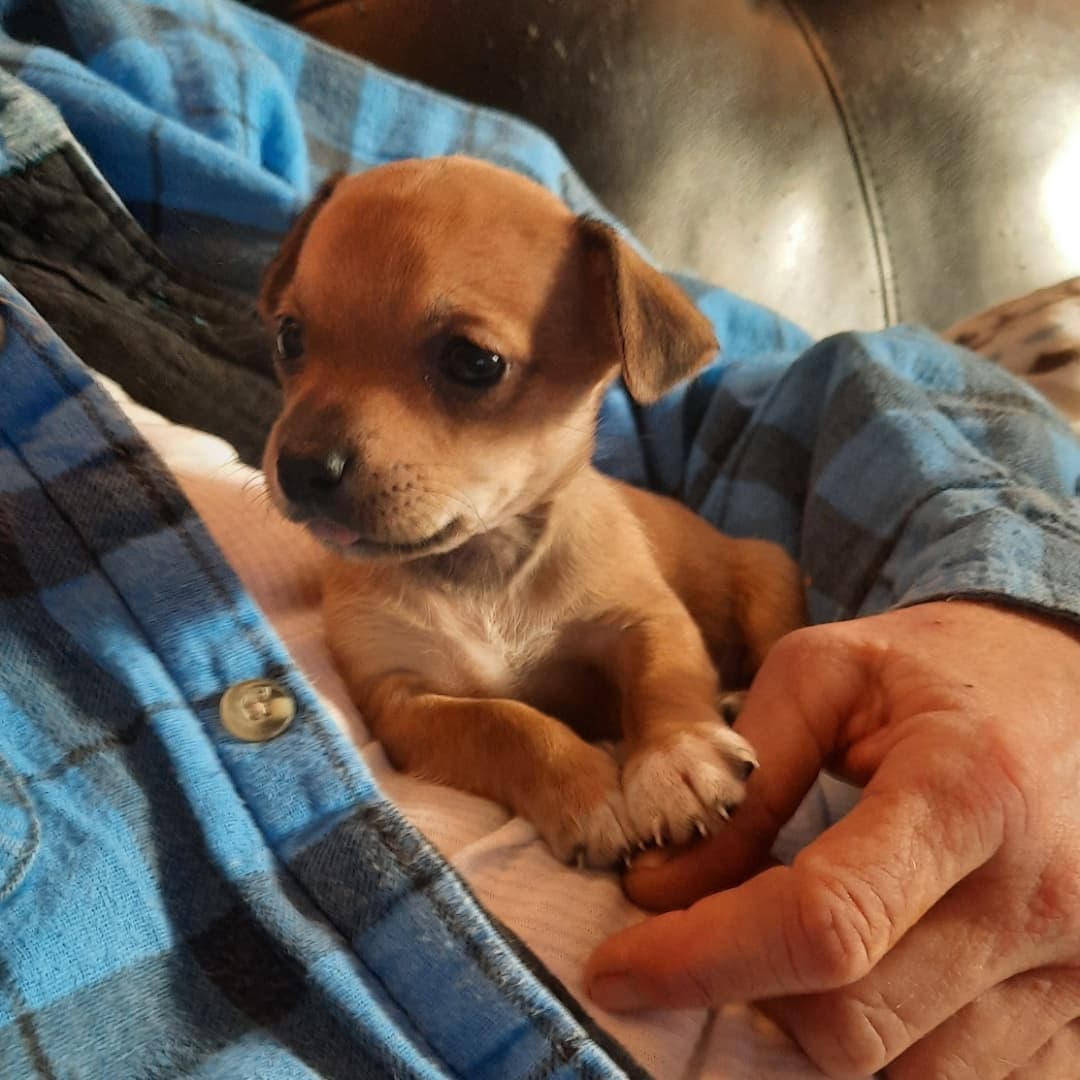 Puppy update 
These two cry a lot for their mommy. They're pretty sweet and uber cute. We're hoping we can get the mom to help them feel more comfortable and then return her spayed so there will be no more 