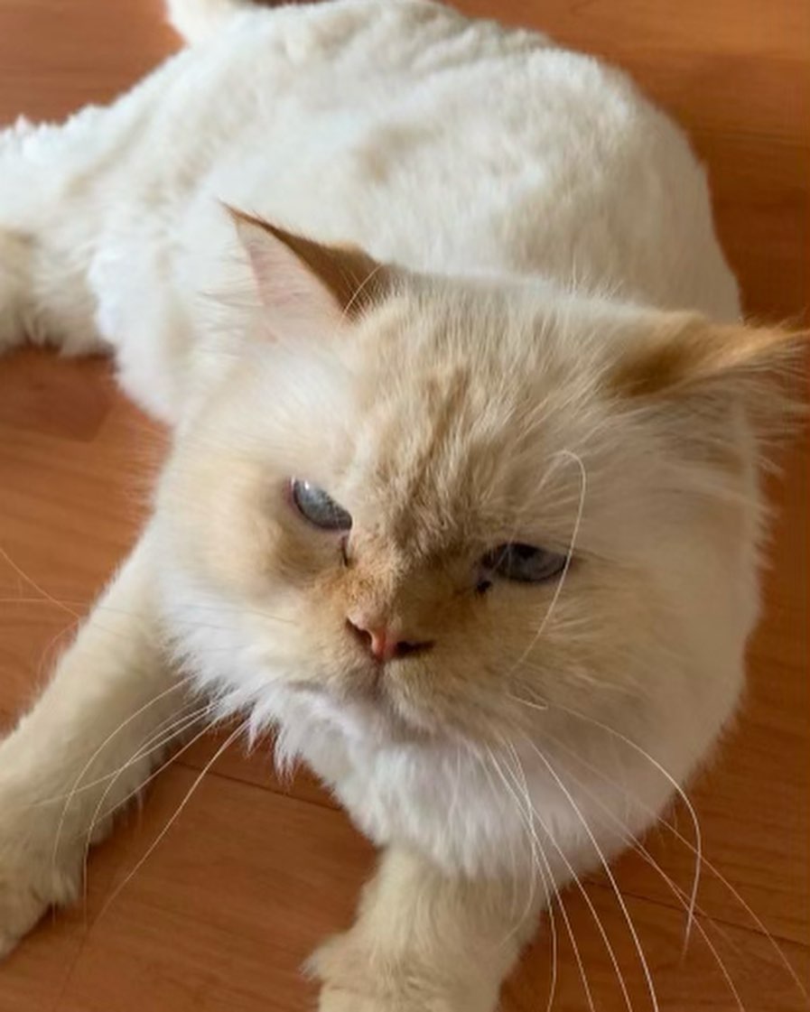 This is Cash and Tsngo. 8 yr old Himalayan brothers both neutered and declawed. We will up date vaccines. Very sweet and loving.  If you can adopt or foster either together or separate please text Stefanie 954-562-8813. 
Foster n adoption application on our website. Www.Savinggracefl.Org