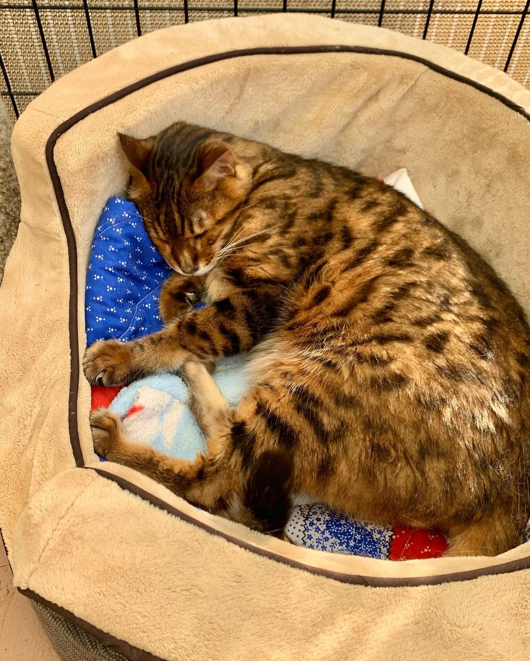 Random cuteness… meet the newest addition to the FKC family. Tiger the bangle! He can really use some extra love and attention. If you’d like to spend some time with Tiger on a weekly basis please fill out a volunteer application on our website! 
.
.
.
.
<a target='_blank' href='https://www.instagram.com/explore/tags/fatkittycity/'>#fatkittycity</a> <a target='_blank' href='https://www.instagram.com/explore/tags/sanctuarylife/'>#sanctuarylife</a> <a target='_blank' href='https://www.instagram.com/explore/tags/gato/'>#gato</a> <a target='_blank' href='https://www.instagram.com/explore/tags/kitty/'>#kitty</a> <a target='_blank' href='https://www.instagram.com/explore/tags/fatkittycitysanctuary/'>#fatkittycitysanctuary</a> <a target='_blank' href='https://www.instagram.com/explore/tags/rescuecatsofinstagram/'>#rescuecatsofinstagram</a> <a target='_blank' href='https://www.instagram.com/explore/tags/catlovers/'>#catlovers</a> <a target='_blank' href='https://www.instagram.com/explore/tags/rescuecatsrule/'>#rescuecatsrule</a> <a target='_blank' href='https://www.instagram.com/explore/tags/catsfollowers/'>#catsfollowers</a> <a target='_blank' href='https://www.instagram.com/explore/tags/instacatgram/'>#instacatgram</a> <a target='_blank' href='https://www.instagram.com/explore/tags/rescuecat/'>#rescuecat</a> <a target='_blank' href='https://www.instagram.com/explore/tags/adoptcats/'>#adoptcats</a> <a target='_blank' href='https://www.instagram.com/explore/tags/kedi/'>#kedi</a> <a target='_blank' href='https://www.instagram.com/explore/tags/kotek/'>#kotek</a> <a target='_blank' href='https://www.instagram.com/explore/tags/petlover/'>#petlover</a> <a target='_blank' href='https://www.instagram.com/explore/tags/beautifulcat/'>#beautifulcat</a> <a target='_blank' href='https://www.instagram.com/explore/tags/meowmeow/'>#meowmeow</a> <a target='_blank' href='https://www.instagram.com/explore/tags/foreverhome/'>#foreverhome</a> <a target='_blank' href='https://www.instagram.com/explore/tags/rescuekitties/'>#rescuekitties</a> <a target='_blank' href='https://www.instagram.com/explore/tags/eldoradohillscats/'>#eldoradohillscats</a> <a target='_blank' href='https://www.instagram.com/explore/tags/bengalcat/'>#bengalcat</a> <a target='_blank' href='https://www.instagram.com/explore/tags/bengals/'>#bengals</a> <a target='_blank' href='https://www.instagram.com/explore/tags/catsanctuary/'>#catsanctuary</a>