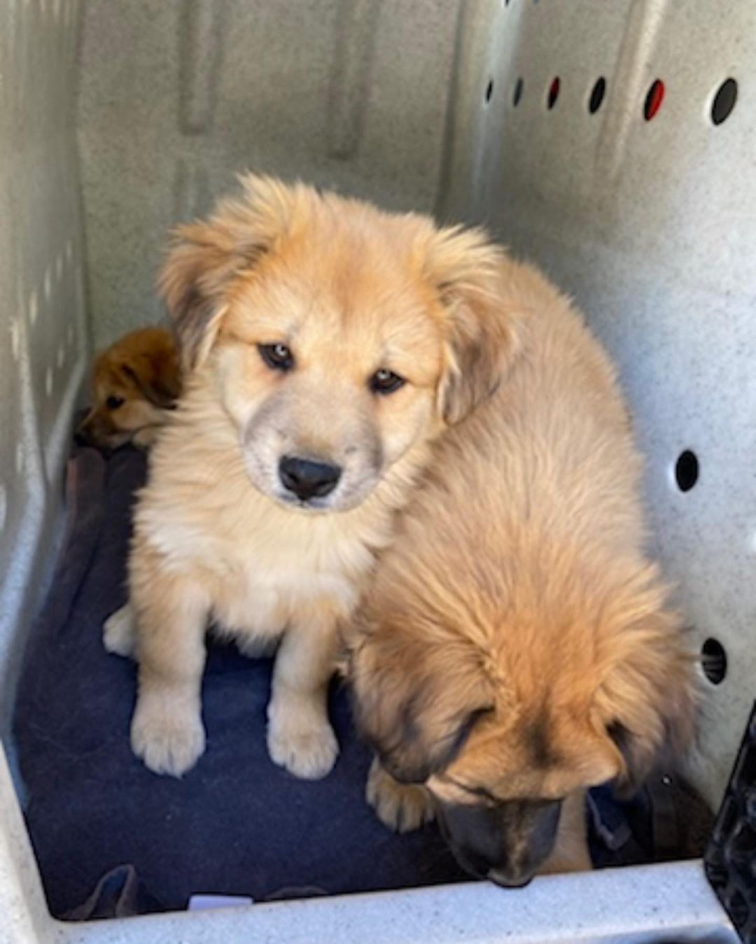 When we first rescued Walter, he was on his way into the shelter in a basket. Our team intervened as we knew he was destined for a better life, but we never imagined this…… Last week Walter was placed as a certified PFL service dog with the Los Angeles County Fire Department, Fire Crew <a target='_blank' href='https://www.instagram.com/explore/tags/12/'>#12</a>.

Thanks to the hard work of our incarcerated trainers at Mule Creek State Prison, and our outstanding trainer Cherie, Walter received specialized training to relieve stress and provide comfort to firefighters on the front lines. Battling wildfires can take an emotional and physical toll on firefighters, but Walter has come to the rescue. 

As the firefighters were being trained to navigate their new service dog, Walter demonstrated his skills performing over 30 commands flawlessly.

Paws For Life K9 Rescue is proud to offer this amazing resource to the County of Los Angeles and continue to find innovative ways to impact the lives of first
responders and the community at large. 

Drop a ❤️ in the comments if you love Walter! 

<a target='_blank' href='https://www.instagram.com/explore/tags/savinglivesoneverylevel/'>#savinglivesoneverylevel</a>
<a target='_blank' href='https://www.instagram.com/explore/tags/servicedog/'>#servicedog</a> <a target='_blank' href='https://www.instagram.com/explore/tags/firedog/'>#firedog</a> <a target='_blank' href='https://www.instagram.com/explore/tags/ladogrescue/'>#ladogrescue</a> <a target='_blank' href='https://www.instagram.com/explore/tags/lafirecamp/'>#lafirecamp</a> <a target='_blank' href='https://www.instagram.com/explore/tags/shelterdogsofinstagram/'>#shelterdogsofinstagram</a> <a target='_blank' href='https://www.instagram.com/explore/tags/prisonreform/'>#prisonreform</a>