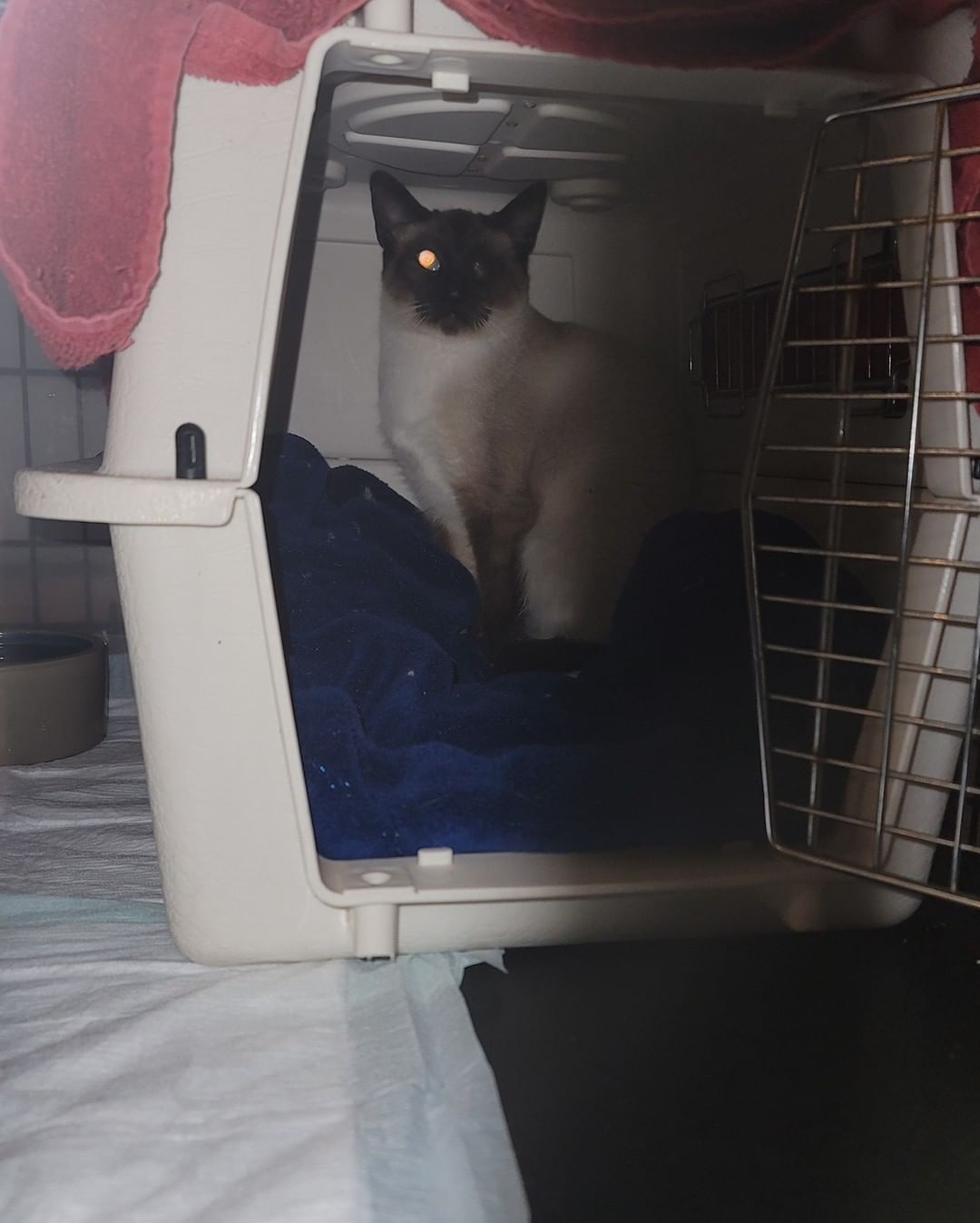 So far 7 more captured, including the one eyed siamese! Again everyone is friendly and very sweet.  Hopefully these too can be transferred to Seattle this week. We already have the next place waiting with about 13.