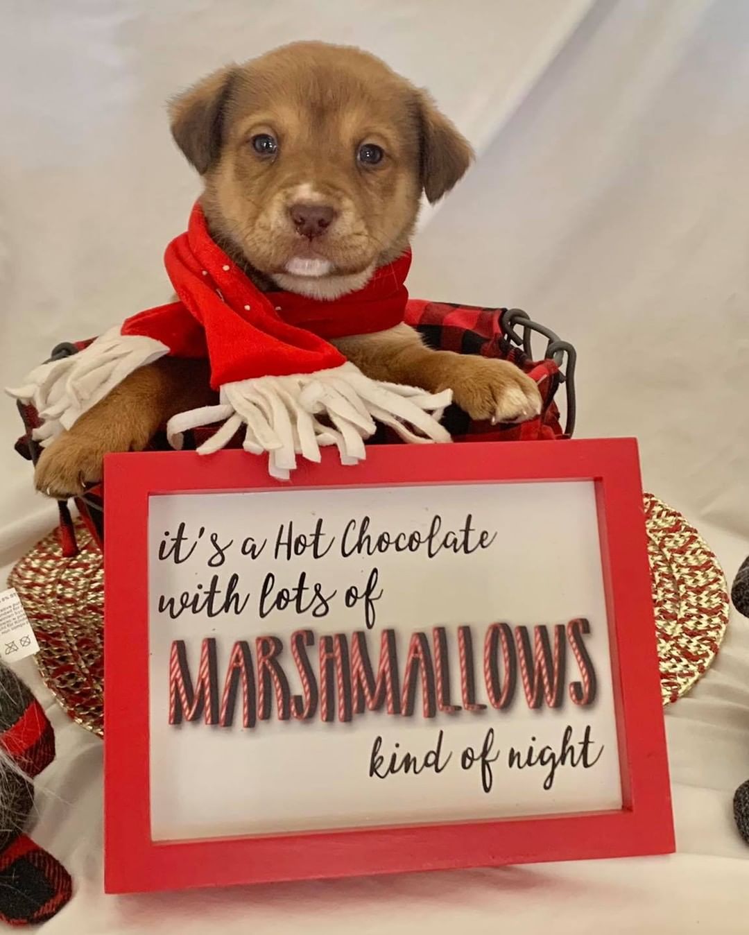 Are our fosters good sports or what 🥰 from a last minute “would you be mad if I was headed your way with 7 puppies” phone call, all the way to the themed photo shoot for their introduction ❤️ 

Here are our “freeze warning pups”! The cold weather brought with it the thoughts of hot cocoa and the upcoming holiday season. So, meet Tinsel, Noel, Holly, Jingle, Nick, Mistletoe and Joy ❣️ These adorable, super cuddly lab mixes will be ready to accept applications around the first week in December, so keep your eyes on the website! And please share this post! Our adoptions have slowed drastically due to Facebook algorithms limiting our pages views 😞 these guys would love to spend the holidays in their forever homes 🏡

Www.releashatlanta.com