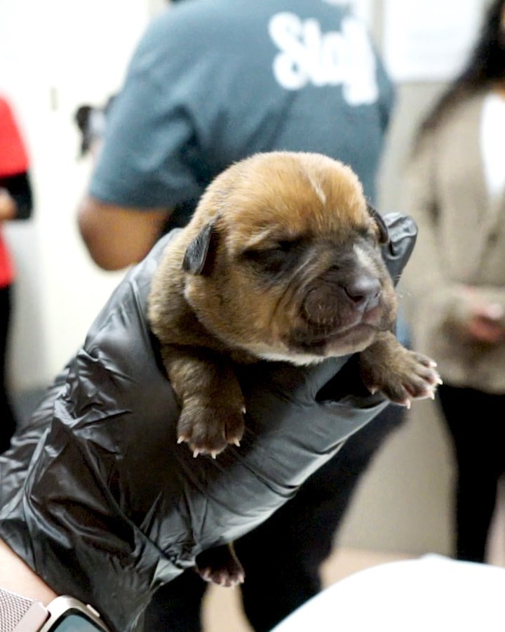 URGENT: These 9 puppies just arrived in our care after their mother died. At only 9 days old and with their tiny eyes still closed, they need around-the-clock care. ❤️
 
Can you help us provide for these puppies? Your donation will be triple matched - up to $50,000! Link in bio.