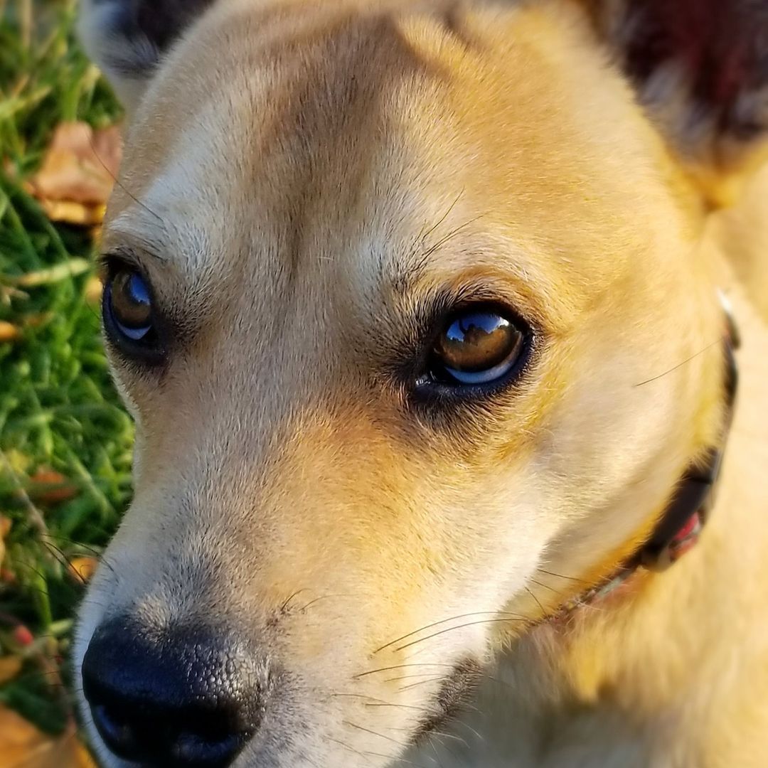 Now adoption pending due to being extremely popular! 🥰

Pablo

Potcake

2 years old

Male

24 lbs

 

Dogs: Yes

Cats: Yes

Kids: Yes 7+

Housing Type: Any

Fenced in yard: Preferred not required

Pablo is an easy going independent little guy. He enjoys cuddling with his humans, walks, and playing with his fur siblings. He is looking for a family who will feed him treats and explore the world with him.

Pablo loves dogs, he currently lives with two. He loves to wrestle and play with them inside or outside the house. Pablo has interacted with cats, he was curious about them but quickly lost interest. Pablo has a medium energy level. He enjoys his routine walks throughout the day. Pablo also enjoys his outdoor play and toys. It does not take too much to get this little guy tired. Pablo has some leash reactivity but it is out of over excitement because he wants to meet and play with the other dog.

Pablo is fully crate trained and potty trained. Pablo has no problem being in his crate while his people are gone or overnight. Pablo is also not destructive in the house, he does like to rummage and will sometimes help himself to an extra helping of his food. Pablo knows how to sit and wait. He would benefit from someone who can further his obedience training. Pablo really enjoys his walks and playing with toys, with some time he can learn how to fetch. Pablo is calm in the car, he does need help getting into the car.

Pablo is an adorable cuddly little dog who is an explorer of all places and things. He has a very expressive face. It can be tough for him to hide his emotions. He snores when he sleeps and snorts when he eats. He loves to run around the backyard at full speed. He sometimes takes a tumble, if he does he gets right back up as if nothing happened. He is a resilient little guy. If you'd like to be his forever home, please apply today at www.sitwithme.ca/pablo (Version française aussi disponible!)