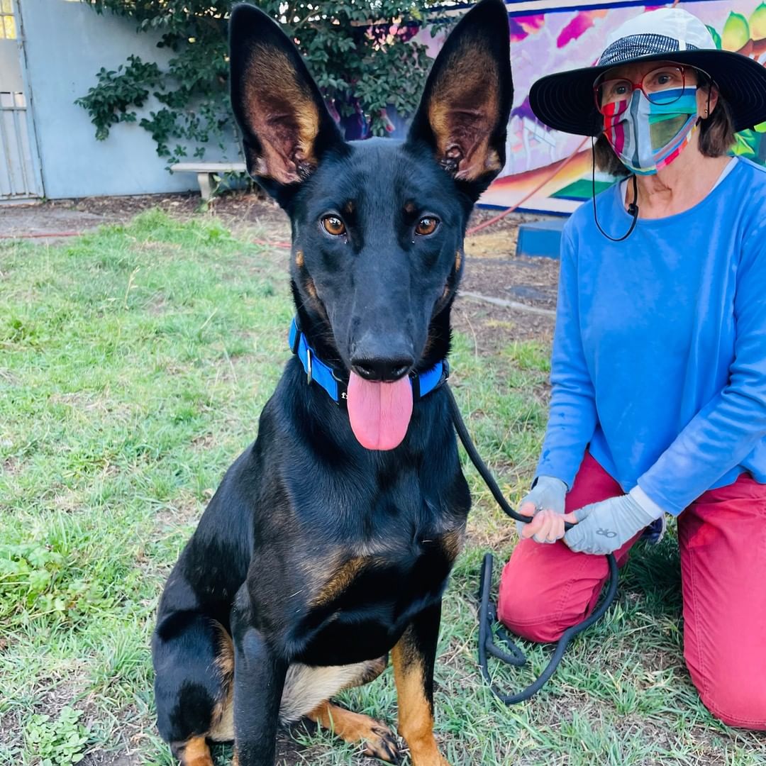 Mouse, Cher, Ryder, Harold, Oasis, Tilden, and puppy Seymour are just a few of the adoptable dogs you can adopt today, Sunday, during adoption hours from 12-3pm!

Come on by to adopt these pups, or cats, kittens, rabbits, guinea pigs, and pigeons! Check out the Adoptable Pets link in our bio.

<a target='_blank' href='https://www.instagram.com/explore/tags/adopt/'>#adopt</a> <a target='_blank' href='https://www.instagram.com/explore/tags/adoption/'>#adoption</a> <a target='_blank' href='https://www.instagram.com/explore/tags/adoptdontshop/'>#adoptdontshop</a> <a target='_blank' href='https://www.instagram.com/explore/tags/adoptashelterpet/'>#adoptashelterpet</a> <a target='_blank' href='https://www.instagram.com/explore/tags/weeklyfluff/'>#weeklyfluff</a> <a target='_blank' href='https://www.instagram.com/explore/tags/shelterdogs/'>#shelterdogs</a> <a target='_blank' href='https://www.instagram.com/explore/tags/adoptashelterdog/'>#adoptashelterdog</a> <a target='_blank' href='https://www.instagram.com/explore/tags/pibble/'>#pibble</a> <a target='_blank' href='https://www.instagram.com/explore/tags/pibblesofinstagram/'>#pibblesofinstagram</a> <a target='_blank' href='https://www.instagram.com/explore/tags/pittie/'>#pittie</a> <a target='_blank' href='https://www.instagram.com/explore/tags/pittielove/'>#pittielove</a> <a target='_blank' href='https://www.instagram.com/explore/tags/puppies/'>#puppies</a> <a target='_blank' href='https://www.instagram.com/explore/tags/germanshepherd/'>#germanshepherd</a> <a target='_blank' href='https://www.instagram.com/explore/tags/doberman/'>#doberman</a> <a target='_blank' href='https://www.instagram.com/explore/tags/shepherd/'>#shepherd</a> <a target='_blank' href='https://www.instagram.com/explore/tags/fosteringsaveslives/'>#fosteringsaveslives</a> <a target='_blank' href='https://www.instagram.com/explore/tags/adoptaseniordog/'>#adoptaseniordog</a> <a target='_blank' href='https://www.instagram.com/explore/tags/bayareapets/'>#bayareapets</a> <a target='_blank' href='https://www.instagram.com/explore/tags/eastbay/'>#eastbay</a> <a target='_blank' href='https://www.instagram.com/explore/tags/oakland/'>#oakland</a> <a target='_blank' href='https://www.instagram.com/explore/tags/oaklandcalifornia/'>#oaklandcalifornia</a> <a target='_blank' href='https://www.instagram.com/explore/tags/adoptoakland/'>#adoptoakland</a> <a target='_blank' href='https://www.instagram.com/explore/tags/oaklanddogs/'>#oaklanddogs</a> <a target='_blank' href='https://www.instagram.com/explore/tags/oaklandanimalservices/'>#oaklandanimalservices</a>