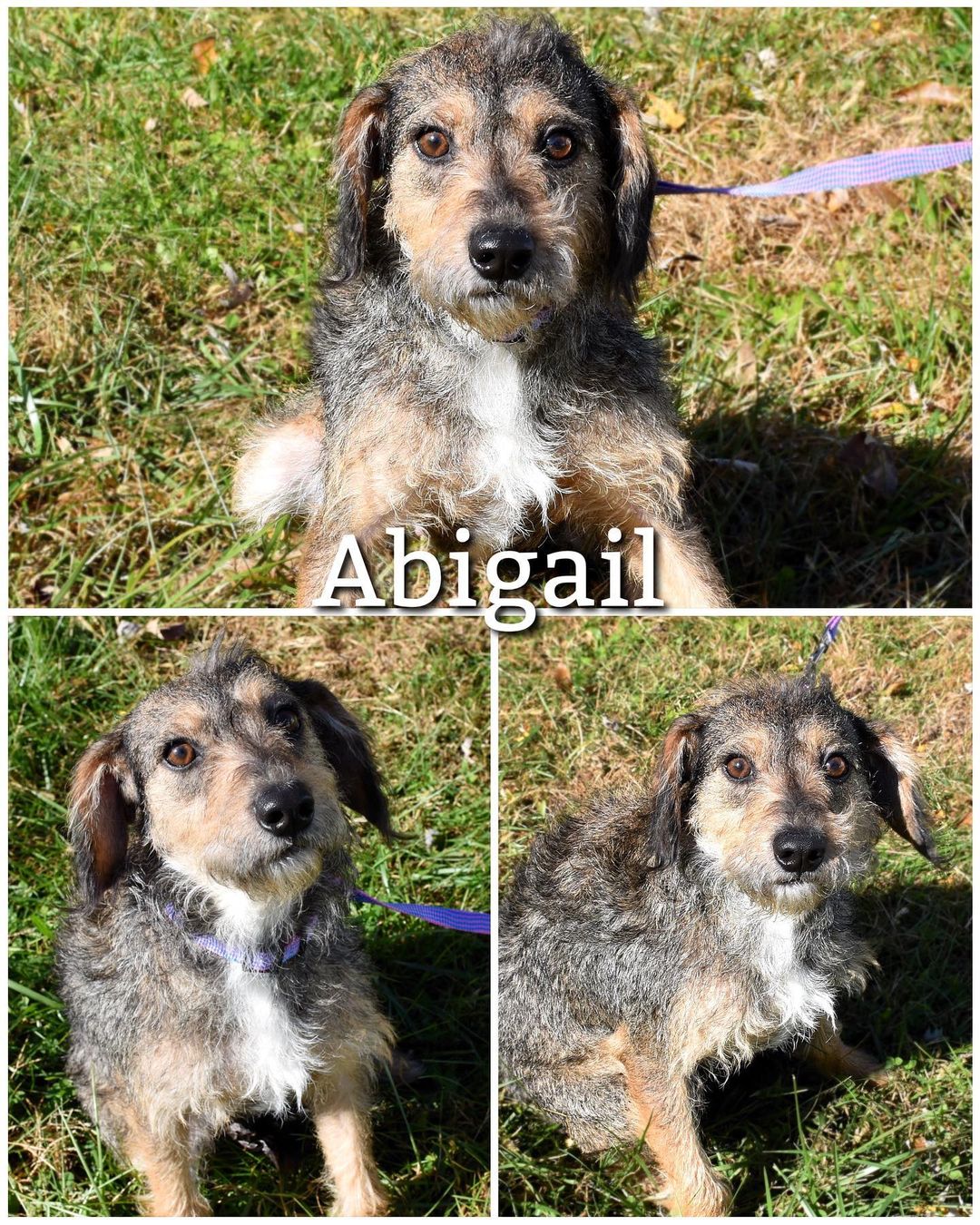 Update: Adopted
Meet Abigail!
Abigail is a sweet, shy, and cuddly 1 year old Fox Terrier mix looking for her forever home! She was brought in with her brother Boomer, they don’t have to be adopted together but they do better as a pair. Abigail is shy and timid at first but warms up very quickly once you start petting her. She loves to cuddle and follow you wherever you go. Abigail is ready to find her forever family and go home! 

Abigail is spayed, up to date on vaccinations, heartworm tested, dewormed, current on flea/tick prevention. 

Abigail’s adoption fee is $75, plus $15 for microchip.