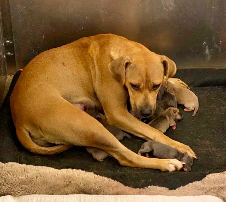 Update: Transport found!
#‼️TRANSPORT NEEDED TODAY FOR MOM +10‼️

Leddie and her babies need a ride from Rome to Cartersville today. Pick up time is flexible, but the earlier the better! 🚘 

Please text 404-388-5732 if you can help! 🐾