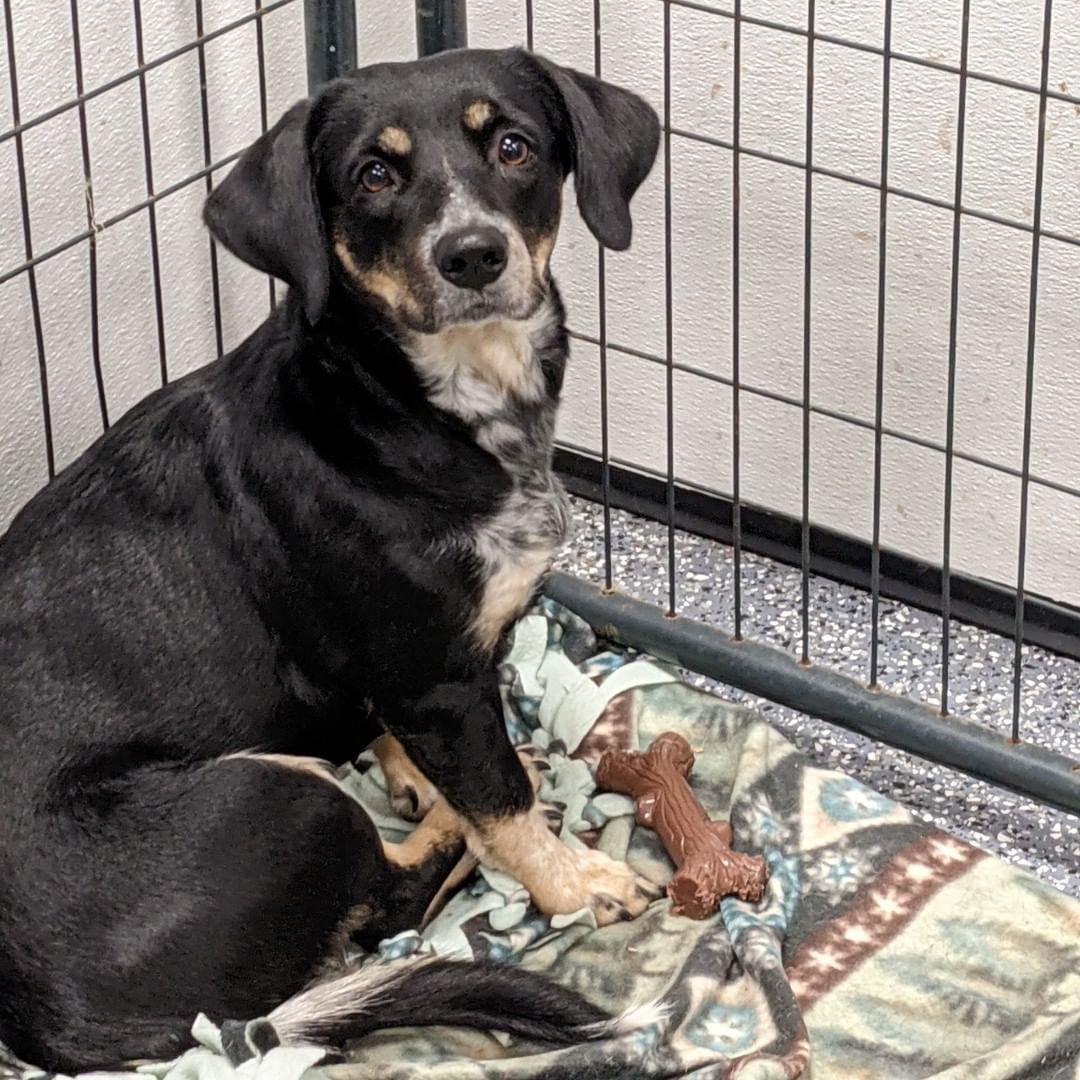 Daisy and the other doggos are very grateful to @nylabone for their donation! Chew toys help the dogs stay active and engaged.
<a target='_blank' href='https://www.instagram.com/explore/tags/FurEverHome/'>#FurEverHome</a>