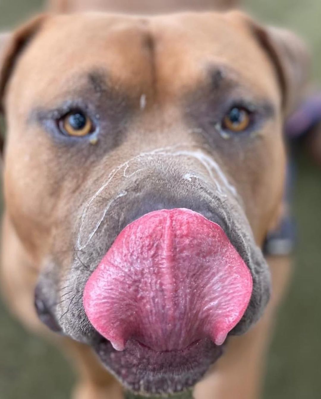 Enzo is super excited to celebrate Slobber Appreciation Day tomorrow!  This ginormous pit bull is absolutely wonderful… and exceptionally slobbery.  He’s friendly, great with other dogs, and quite handsome.  If you’re looking to add a BIG boy to your family, come check Enzo out at Fresno Humane! <a target='_blank' href='https://www.instagram.com/explore/tags/pitbull/'>#pitbull</a> <a target='_blank' href='https://www.instagram.com/explore/tags/pitbullsofinstagram/'>#pitbullsofinstagram</a> <a target='_blank' href='https://www.instagram.com/explore/tags/homeless/'>#homeless</a> <a target='_blank' href='https://www.instagram.com/explore/tags/bestfriend/'>#bestfriend</a> <a target='_blank' href='https://www.instagram.com/explore/tags/webelieveinshelterdogs/'>#webelieveinshelterdogs</a>