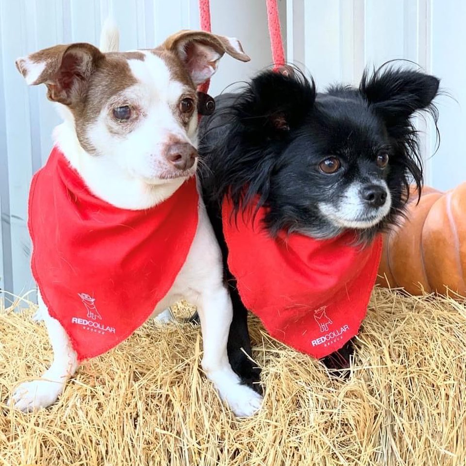 RCR Alums Mariah & Carey (L) and their parents stopped by our Saturday adoption event to say Hi!  Mariah & Carey are best friends who were dumped at the shelter by their prior family when we rescued them.  We were so fortunate to find them a loving home where they could stay together! 

When we rescue a bonded pair, we try really hard not to separate them!  Our current adoptable pairs are Jax & Juels, and Torvi & Ragnar, who also enjoyed getting new photos on Saturday!  For more information on these 2 cute pairs, please visit our website at www.redcollar.org. 💕

.
.
.

<a target='_blank' href='https://www.instagram.com/explore/tags/redcollarrescue/'>#redcollarrescue</a> <a target='_blank' href='https://www.instagram.com/explore/tags/adopt/'>#adopt</a> <a target='_blank' href='https://www.instagram.com/explore/tags/adoptadog/'>#adoptadog</a> <a target='_blank' href='https://www.instagram.com/explore/tags/adoptable/'>#adoptable</a> <a target='_blank' href='https://www.instagram.com/explore/tags/foster/'>#foster</a> <a target='_blank' href='https://www.instagram.com/explore/tags/fosteradog/'>#fosteradog</a> <a target='_blank' href='https://www.instagram.com/explore/tags/fosteringsaveslives/'>#fosteringsaveslives</a> <a target='_blank' href='https://www.instagram.com/explore/tags/fostertoadopt/'>#fostertoadopt</a> <a target='_blank' href='https://www.instagram.com/explore/tags/rescued/'>#rescued</a> <a target='_blank' href='https://www.instagram.com/explore/tags/rescuedog/'>#rescuedog</a> <a target='_blank' href='https://www.instagram.com/explore/tags/rescuedogsofinstagram/'>#rescuedogsofinstagram</a> <a target='_blank' href='https://www.instagram.com/explore/tags/rescuepetsofinstagram/'>#rescuepetsofinstagram</a> <a target='_blank' href='https://www.instagram.com/explore/tags/muttsofinstagram/'>#muttsofinstagram</a> <a target='_blank' href='https://www.instagram.com/explore/tags/houston/'>#houston</a> <a target='_blank' href='https://www.instagram.com/explore/tags/adoptabledogshouston/'>#adoptabledogshouston</a> <a target='_blank' href='https://www.instagram.com/explore/tags/adoptadoghouston/'>#adoptadoghouston</a> <a target='_blank' href='https://www.instagram.com/explore/tags/houstonadoptables/'>#houstonadoptables</a> <a target='_blank' href='https://www.instagram.com/explore/tags/happytail/'>#happytail</a> <a target='_blank' href='https://www.instagram.com/explore/tags/happytails/'>#happytails</a> <a target='_blank' href='https://www.instagram.com/explore/tags/saved/'>#saved</a> <a target='_blank' href='https://www.instagram.com/explore/tags/rcralum/'>#rcralum</a>