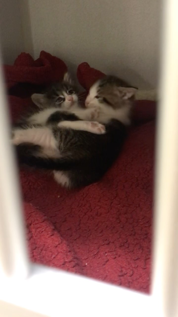 Bettina and Broccolo, our tiniest rescues, are getting so big!
<a target='_blank' href='https://www.instagram.com/explore/tags/kitten/'>#kitten</a> <a target='_blank' href='https://www.instagram.com/explore/tags/rescuekitten/'>#rescuekitten</a> <a target='_blank' href='https://www.instagram.com/explore/tags/cat/'>#cat</a> <a target='_blank' href='https://www.instagram.com/explore/tags/catsofinstagram/'>#catsofinstagram</a> <a target='_blank' href='https://www.instagram.com/explore/tags/fosteringsaveslives/'>#fosteringsaveslives</a> <a target='_blank' href='https://www.instagram.com/explore/tags/adopt/'>#adopt</a> <a target='_blank' href='https://www.instagram.com/explore/tags/adoptdontshop/'>#adoptdontshop</a>