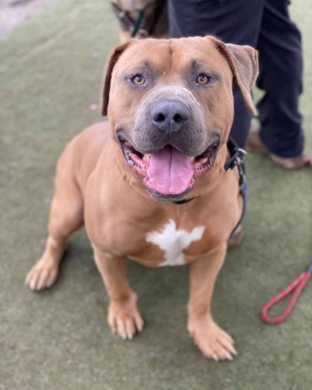 Enzo is super excited to celebrate Slobber Appreciation Day tomorrow!  This ginormous pit bull is absolutely wonderful… and exceptionally slobbery.  He’s friendly, great with other dogs, and quite handsome.  If you’re looking to add a BIG boy to your family, come check Enzo out at Fresno Humane! <a target='_blank' href='https://www.instagram.com/explore/tags/pitbull/'>#pitbull</a> <a target='_blank' href='https://www.instagram.com/explore/tags/pitbullsofinstagram/'>#pitbullsofinstagram</a> <a target='_blank' href='https://www.instagram.com/explore/tags/homeless/'>#homeless</a> <a target='_blank' href='https://www.instagram.com/explore/tags/bestfriend/'>#bestfriend</a> <a target='_blank' href='https://www.instagram.com/explore/tags/webelieveinshelterdogs/'>#webelieveinshelterdogs</a>