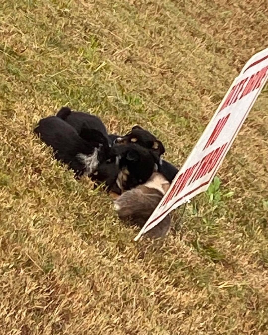 A family of 5 was found abandoned in the Industrial Park in Pontotoc this morning. 

The ground underneath them was dry. They spent the entire night out in the cold weather huddled behind that sign. 

When will people stop seeing this as an acceptable option for unwanted puppies?

If you recognize these sweet faces, tell the owner to dump out their mother too so I can find her a better life than what she’s currently living.