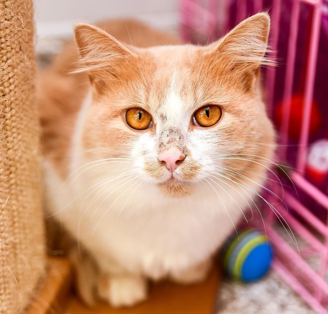 It seems like <a target='_blank' href='https://www.instagram.com/explore/tags/NationalFastFoodDay/'>#NationalFastFoodDay</a> is a great time to introduce you to a cat with a food-inspired name. Meet Pork Bun. He is full of all of the goodness that you expect from an orange and white boy. <a target='_blank' href='https://www.instagram.com/explore/tags/orangeandwhitecat/'>#orangeandwhitecat</a> <a target='_blank' href='https://www.instagram.com/explore/tags/catsofinstagram/'>#catsofinstagram</a> <a target='_blank' href='https://www.instagram.com/explore/tags/catstagram/'>#catstagram</a> <a target='_blank' href='https://www.instagram.com/explore/tags/catlover/'>#catlover</a> <a target='_blank' href='https://www.instagram.com/explore/tags/catlife/'>#catlife</a>  <a target='_blank' href='https://www.instagram.com/explore/tags/catlove/'>#catlove</a> 🐈🐈🐈