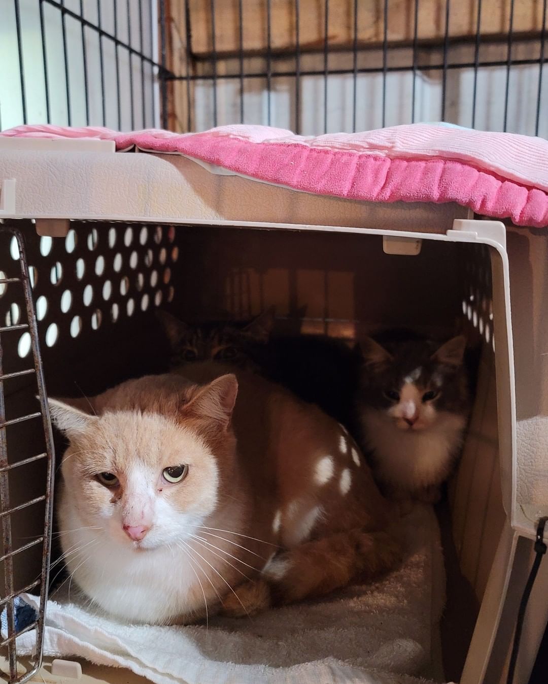 The first group of ten went up to Seattle Humane and we are greatful for their help!!! The next 7 so far were captured yesterday and today, including the one eyed siamese! They are currently being held here at the sanctuary and will also move up north next week. 

Thank you @seattlehumane  for giving us a hand with this large site!

So far all the cats are just the sweetest! Mellow and friendly!!! They will make amazing pets !