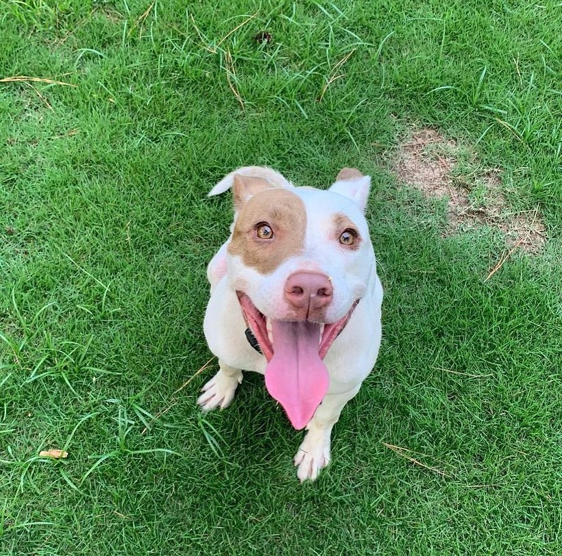 🧡ADOPTABLE JOSIE WANTS TO LOVE YOU!!!!

Josie is also looking for a foster! She has been with a gracious temporary foster for a while now. We would love to get her into a home for the holidays!

Josie is a GEM of a dog! 💛Josie is about 1.5 years old, petite and SO loving! She is playful, good on a leash, knows her name and basic commands and is very treat motivated 🥰 She is great with other dogs and loves to play!! 🐶 

If you are interested in meeting this gorgeous girl, apply to adopt her at our website or the link in our bio!!

<a target='_blank' href='https://www.instagram.com/explore/tags/pitbullrescue/'>#pitbullrescue</a> <a target='_blank' href='https://www.instagram.com/explore/tags/rescueapit/'>#rescueapit</a> <a target='_blank' href='https://www.instagram.com/explore/tags/friyay/'>#friyay</a> <a target='_blank' href='https://www.instagram.com/explore/tags/adoptme/'>#adoptme</a> <a target='_blank' href='https://www.instagram.com/explore/tags/cleartheshelters/'>#cleartheshelters</a> <a target='_blank' href='https://www.instagram.com/explore/tags/adoptable/'>#adoptable</a> <a target='_blank' href='https://www.instagram.com/explore/tags/savethemall/'>#savethemall</a> <a target='_blank' href='https://www.instagram.com/explore/tags/pittielove/'>#pittielove</a> <a target='_blank' href='https://www.instagram.com/explore/tags/atlantarescuedogs/'>#atlantarescuedogs</a> <a target='_blank' href='https://www.instagram.com/explore/tags/twotailzrescue/'>#twotailzrescue</a>