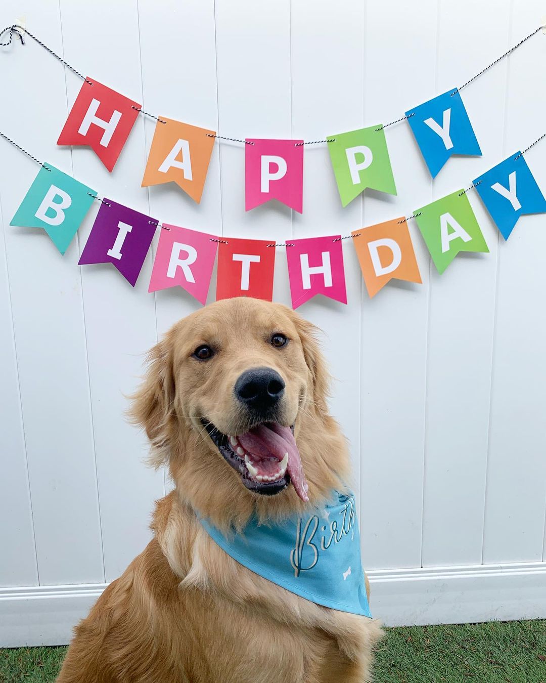 Happy first birthday Teddy! You’re such a sweet boy, thanks for letting us celebrate with you 🥳 hope you get lots of belly rubs and treats today!