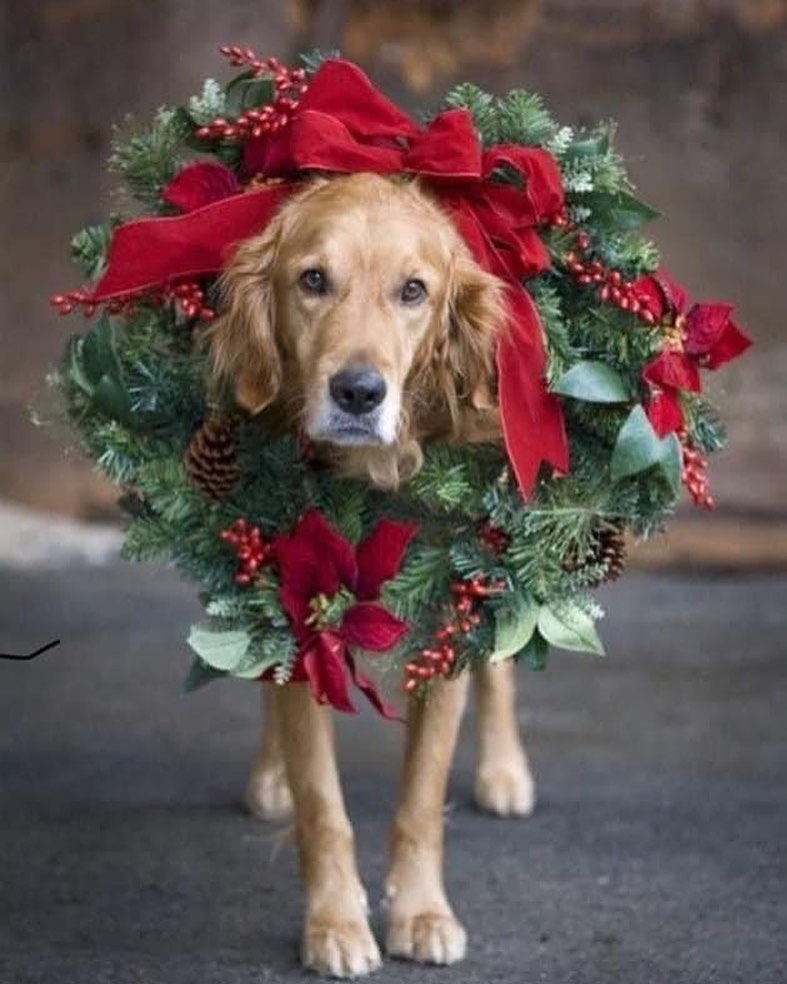 It’s hard to believe, but our holiday wreath fundraiser is LIVE! There are 40 days til Christmas! 

For those who are new, this fundraiser is a favorite! You get a wonderful, handmade, fresh and lovely wreath shipped directly to your home on the date you choose. They also make centerpieces, garland, door swag, and fragrant balsam sachets! 

Shop at the 🔗 in our Bio Until November 30th!