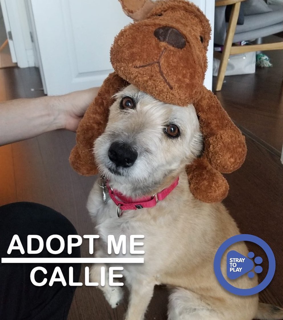 Callie is looking for her forever home 🥰

Callie is a sweet collie/wheaten terrier mix who is about 5 years old. She came to us a very insecure and anxious pup, but she has come a long way while in foster care and shown us that she has a ton of love to give. Callie has also proven to be quite the athletic girl!

Her perfect home would be with a person (or people) who are experienced and can read a dog's body language. She will thrive in either a house or an apartment, as long as her forever family will provide sufficient exercise. A family with a steady routine and firm boundaries would be ideal for her, as it will help Callie boost her confidence. She would benefit from a forever family that will continue to expose her to different environments. Callie is fully house trained and crate trained, and has previously lived with cats. 

Callie’s fosters describe her as a small furry guardian; she is loving and a good friend for her humans. All the love she receives, she’ll give back in spades. Callie is happy to spend her time playing with humans, by herself (to impress humans) or going for swims, walks and runs. She loves her squeaky toys and playing fetch. 🎾

To find out more about Callie, or apply to adopt, click the link in our bio to visit our website. 

<a target='_blank' href='https://www.instagram.com/explore/tags/adoptapet/'>#adoptapet</a> <a target='_blank' href='https://www.instagram.com/explore/tags/opttoadopt/'>#opttoadopt</a> <a target='_blank' href='https://www.instagram.com/explore/tags/adoptdontshop/'>#adoptdontshop</a> <a target='_blank' href='https://www.instagram.com/explore/tags/straytoplay/'>#straytoplay</a> <a target='_blank' href='https://www.instagram.com/explore/tags/rescuedog/'>#rescuedog</a> <a target='_blank' href='https://www.instagram.com/explore/tags/torontodogs/'>#torontodogs</a> <a target='_blank' href='https://www.instagram.com/explore/tags/ontariorescuedogs/'>#ontariorescuedogs</a> <a target='_blank' href='https://www.instagram.com/explore/tags/foreverhomeneeded/'>#foreverhomeneeded</a> <a target='_blank' href='https://www.instagram.com/explore/tags/torontodogsforadoption/'>#torontodogsforadoption</a>