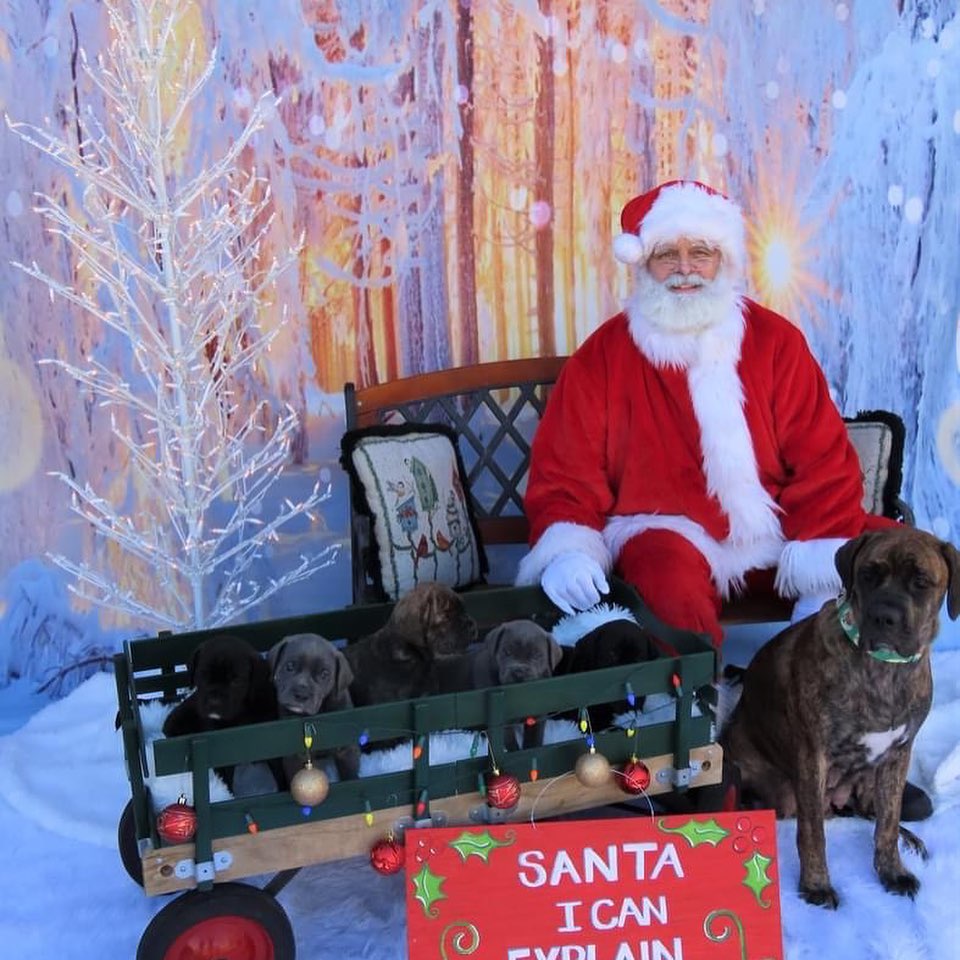 Fuzzball (aka Callie) and the Bluey litter had a photo shoot with Santa yesterday! 
<a target='_blank' href='https://www.instagram.com/explore/tags/bdhp/'>#bdhp</a> <a target='_blank' href='https://www.instagram.com/explore/tags/bdhpi/'>#bdhpi</a> <a target='_blank' href='https://www.instagram.com/explore/tags/bigdogshugepaws/'>#bigdogshugepaws</a>