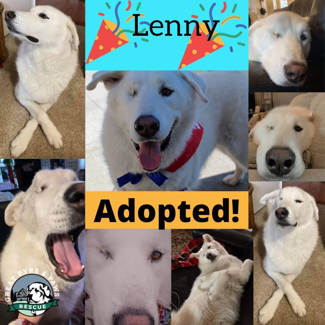 We have only one adoption announcement this week, but it's a big one. The one☝ and only Lenny has found his forever home🏡! His family is smitten, and we can't help feeling overwhelmingly happy for this special boy. 

It has been a long road for this guy, and only with the help of volunteers❤, fosters💜, and financial supporters💙 was his happy ending possible! His case is a great example of the importance of supporting events like <a target='_blank' href='https://www.instagram.com/explore/tags/givingtuesday/'>#givingtuesday</a>.

Swipe to see pictures of Lenny🐶 at his forever home and read his pupdate from his new pyr-rents below! Thank you all for showing <a target='_blank' href='https://www.instagram.com/explore/tags/loveforlenny/'>#loveforlenny</a>

