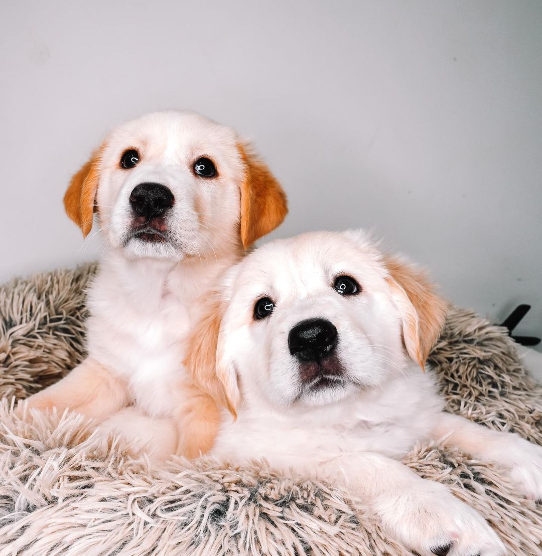 Boy, do we have the duo for you! Meet Tater & Tot! 🧸

These boys are the best! They compliment each other so well! Tater is a ball of energy while Tot is a pro napper! They love toys, treats, playtime…but most all all, their people! They love to wake up and be held. They are working on potty trains and soon their days in and out of a puppy pen together! They are just as smart as they are cute! They are so very loyal to their people! They are going to make the best friends anyone could ask for! 💛
Age: 7 weeks
Estimated breed: Pyrenees/Lab mix

Our story: Hello, I’m Tater! Hello, I’m Tot! We are brothers! We were surrender by our owners. Sadly, we are the only survivors of all of our siblings. All we want is to show people true love! We love to snuggle, romp, and play! We are goofy and oh so loving! Plus…we’re big ole balls of fluff! We are so ready to find our homes! Hey forever people…where you at?! 👀

Apply for these babies at puppyhavenrescue.com/adopt/!