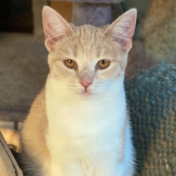 Who can resist cats with cute thumbs? Meet Edward, the adorable polydactyl kitten! Edward is a loving 4 month old tabby who has the most gorgeous amber eyes. He is quite mellow and would make for a good stay-at-home companion. However, since he is a kitten he would also enjoy another furry companion to play with. Come meet him today!

If you want to adopt Edward,  please fill out our adoption application at https://www.vida4animals.org/adoption-application/! 
 <a target='_blank' href='https://www.instagram.com/explore/tags/tabbycat/'>#tabbycat</a> <a target='_blank' href='https://www.instagram.com/explore/tags/tabby/'>#tabby</a> <a target='_blank' href='https://www.instagram.com/explore/tags/tabbykitten/'>#tabbykitten</a> <a target='_blank' href='https://www.instagram.com/explore/tags/tabbykittens/'>#tabbykittens</a>