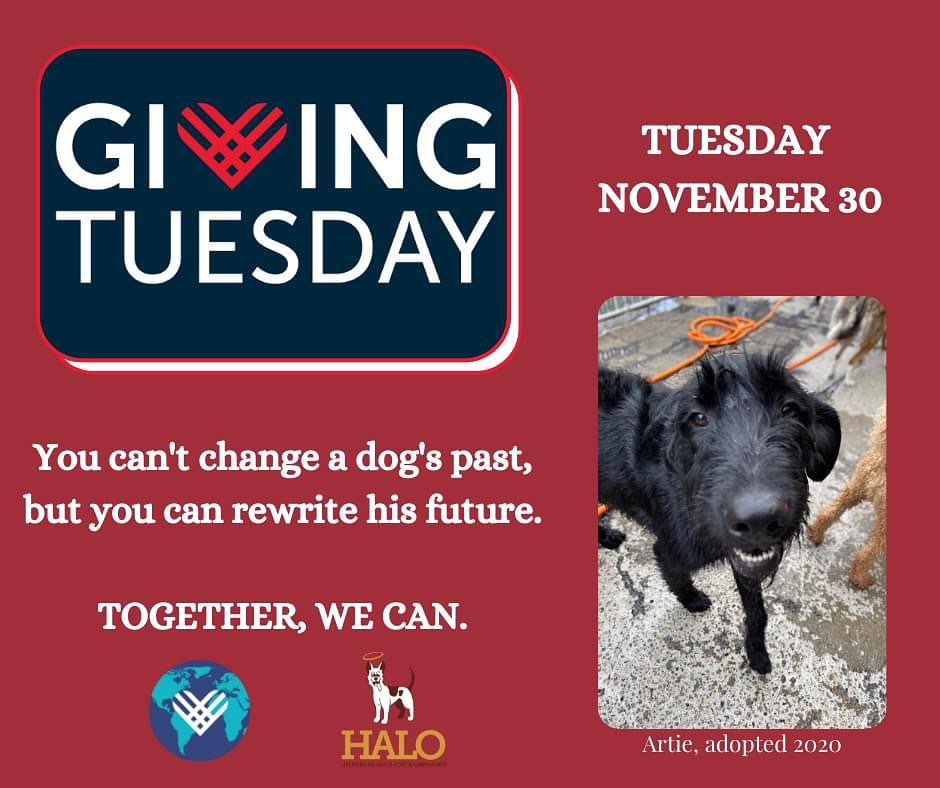 People can show their generosity in a variety of ways during GivingTuesday—whether it’s helping a neighbor, advocating for an issue, sharing a skill, or giving to causes—everyone has something to give and every act of generosity counts. HALO is a regular GivingTuesday participant, and 2021 is no exception. Join HALO and the many other community organizations on Tuesday, November 30th as we put aside the things that divide us, and we let our generosity and kindness soar. As a private nonprofit 501 (c)(3) organization, HALO relies solely on the generosity of others to support our mission. HALO is SAVING ANIMALS~SUPPORTING FAMILIES~SERVING COMMUNITY. <a target='_blank' href='https://www.instagram.com/explore/tags/GivingTuesday/'>#GivingTuesday</a> <a target='_blank' href='https://www.instagram.com/explore/tags/givingtuesday2021/'>#givingtuesday2021</a> <a target='_blank' href='https://www.instagram.com/explore/tags/nonprofit/'>#nonprofit</a> <a target='_blank' href='https://www.instagram.com/explore/tags/nonprofit/'>#nonprofit</a> <a target='_blank' href='https://www.instagram.com/explore/tags/nonprofitorganization/'>#nonprofitorganization</a> <a target='_blank' href='https://www.instagram.com/explore/tags/donate/'>#donate</a> <a target='_blank' href='https://www.instagram.com/explore/tags/donate/'>#donate</a> <a target='_blank' href='https://www.instagram.com/explore/tags/donatetoday/'>#donatetoday</a> <a target='_blank' href='https://www.instagram.com/explore/tags/dogs/'>#dogs</a> <a target='_blank' href='https://www.instagram.com/explore/tags/dogbehavior/'>#dogbehavior</a> <a target='_blank' href='https://www.instagram.com/explore/tags/dogbehavior/'>#dogbehavior</a> <a target='_blank' href='https://www.instagram.com/explore/tags/dogbehaviormodification/'>#dogbehaviormodification</a> <a target='_blank' href='https://www.instagram.com/explore/tags/dogtraining/'>#dogtraining</a>