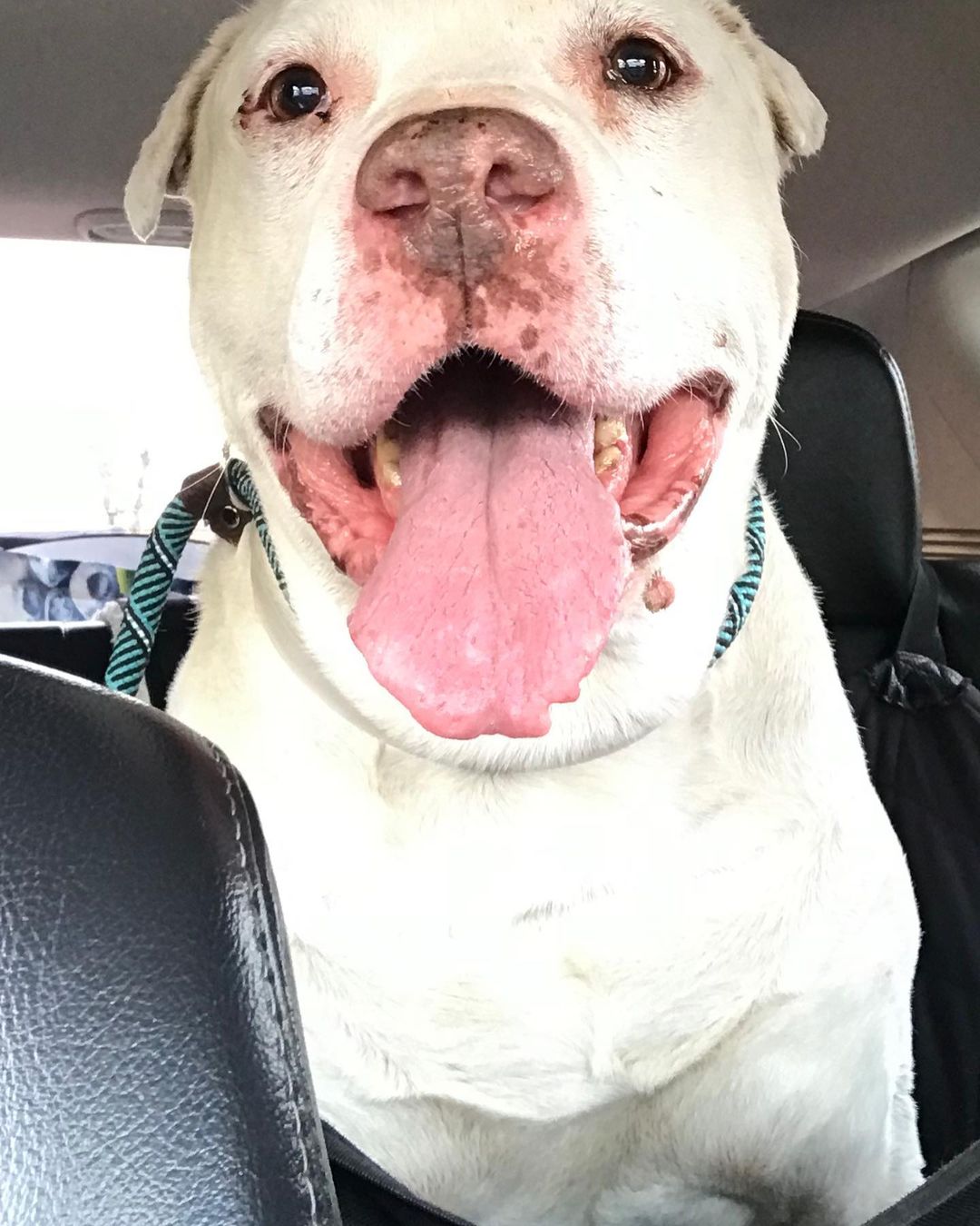 We would officially like to introduce you to Patrick. This sweet deaf senior was found wandering around the Bronx and was taken in by our friends at BACC. When they reached out to us about helping him we noticed that he was found the same day we had to set our sweet Fossil free. 

We immediately reached out to our superstar fospice mom Lisa and she asked if we could go meet him. We did just that and before Patrick was placed back in his kennel he had stolen Lisa’s heart. 

Before Patrick can begin his brand new life with Lisa he has quite a few medical issues to address. He has multiple tumors including testicular tumors that need to be removed, bad teeth, ear infections, and some potential kidney issues. 

BACC @nycacc was hoping to find him a hospice situation and we are grateful we could help. We definitely believe Fossil sent us to help him and we won’t let him down. Please consider helping Patrick today by making a lifesaving donation 🙏 <a target='_blank' href='https://www.instagram.com/explore/tags/FossilSentUs/'>#FossilSentUs</a> <a target='_blank' href='https://www.instagram.com/explore/tags/savingseniordogs/'>#savingseniordogs</a> <a target='_blank' href='https://www.instagram.com/explore/tags/pitbull/'>#pitbull</a> <a target='_blank' href='https://www.instagram.com/explore/tags/pitbullsofinstagram/'>#pitbullsofinstagram</a> <a target='_blank' href='https://www.instagram.com/explore/tags/rescuedogsofinstagram/'>#rescuedogsofinstagram</a> <a target='_blank' href='https://www.instagram.com/explore/tags/rescuedog/'>#rescuedog</a> <a target='_blank' href='https://www.instagram.com/explore/tags/whitedog/'>#whitedog</a> <a target='_blank' href='https://www.instagram.com/explore/tags/rescueismydrug/'>#rescueismydrug</a> <a target='_blank' href='https://www.instagram.com/explore/tags/rockawaybeach/'>#rockawaybeach</a> <a target='_blank' href='https://www.instagram.com/explore/tags/love/'>#love</a> <a target='_blank' href='https://www.instagram.com/explore/tags/dogs/'>#dogs</a> <a target='_blank' href='https://www.instagram.com/explore/tags/bigdogs/'>#bigdogs</a> <a target='_blank' href='https://www.instagram.com/explore/tags/nyacc/'>#nyacc</a> <a target='_blank' href='https://www.instagram.com/explore/tags/zionsentus/'>#zionsentus</a>