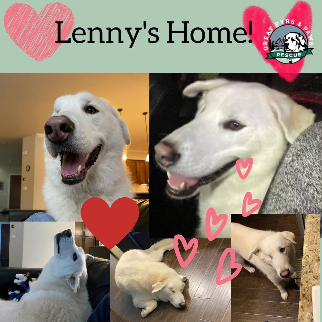 We have only one adoption announcement this week, but it's a big one. The one☝ and only Lenny has found his forever home🏡! His family is smitten, and we can't help feeling overwhelmingly happy for this special boy. 

It has been a long road for this guy, and only with the help of volunteers❤, fosters💜, and financial supporters💙 was his happy ending possible! His case is a great example of the importance of supporting events like <a target='_blank' href='https://www.instagram.com/explore/tags/givingtuesday/'>#givingtuesday</a>.

Swipe to see pictures of Lenny🐶 at his forever home and read his pupdate from his new pyr-rents below! Thank you all for showing <a target='_blank' href='https://www.instagram.com/explore/tags/loveforlenny/'>#loveforlenny</a>

