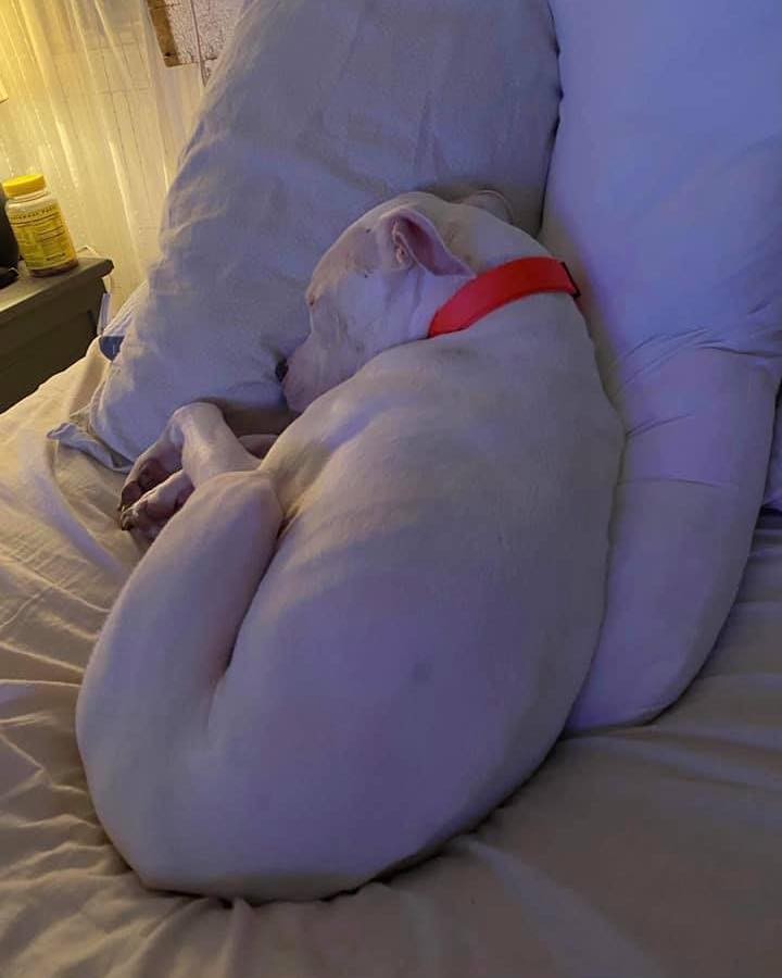 11/12/21 **URGENT** 
WALTER NEEDS A HOME (CP)

Meet Walter James!  He is a very handsome, 3 year old, white Pit Bull Terrier mix. Due to thinking he's the top dog, he will need to be the only dog in the home.  All of that aside, he is the most lovable dog you will ever meet.  Walter loves to sleep under the covers and be by your side as much as he can.  He will sit by your feet in the kitchen just hoping you will drop a crumb for him!  Ice cubes are one of his favorite treats along with any other kind of crumbs or food.  He loves car rides and sleeping. A fenced in yard is required so he can play and sunbathe outside on a nice day.  He would do best with older children in the home as well.  Walter is current on his vaccines, neutered, house trained and microchipped. Please give Walter a home. 

If interested in adopting Walter, please complete an application today at secondchanceforpets.com.

**NOT ALL PETS LISTED ON OUR WEBPAGE ARE IN OUR FOSTER HOMES. WE ALSO MAKE COURTESY POSTS (CP) FOR FAMILIES NEEDING TO PLACE THEIR PET. 
(SC) MEANS THEY ARE IN ONE OF OUR GROUPS FOSTER HOMES
(CP) MEANS THEY ARE STILL WITH THEIR CURRENT OWNER