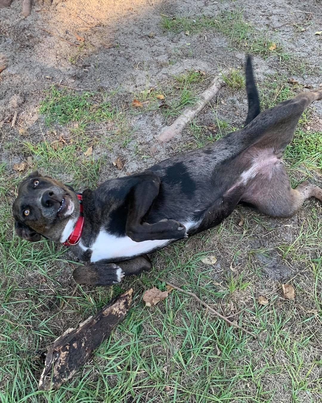 This goofy girl is wondering why she hasn’t found a home yet!! If you want a sweet dog who will always keep a smile on your face, adopt Jezebel! ❤️