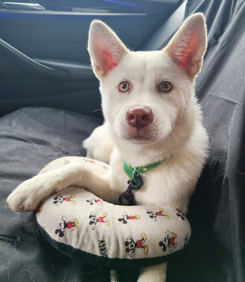 IN SEARCH OF FOREVER HOME 🏘️💕 

Sweet little Heeyoung is a 8 month old Jindo mix weighing 12kg/25lb who was rescued from a man who raised dogs to sell to the meat trade. It became a common occurrence for the owner to get drunk and beat the dog's, and neighbors often complained of hearing the wails and cries of the dog when he did. 

One day, a neighbor found Heeyoung with an obvious broken leg and reported it to our rescue volunteers, who negotiated with the owner to allow them to bring Heeyoung to the vet for treatment.

Luckily, Heeyoung was young and managed to make a full recovery. Although her owner demanded her back, our rescuers stood firm and told him he would be reported for animal abuse. As a result, he agreed to surrender Heeyoung.

Despite a horrible ordeal, Heeyoung is forgiving and still trusting of humans. She is currently staying at our partner boarding house where she is a popular girl and wins everyone over with her sweet, gentle, and obidient nature. 

To apply or learn more: 
https://www.freekoreandogs.org/adopt/heeyoung/ 
.
.
.
.
.
.
.
.
.
.
.
.
<a target='_blank' href='https://www.instagram.com/explore/tags/freekoreandogs/'>#freekoreandogs</a> <a target='_blank' href='https://www.instagram.com/explore/tags/adoptdontshop/'>#adoptdontshop</a> <a target='_blank' href='https://www.instagram.com/explore/tags/rescuedog/'>#rescuedog</a> <a target='_blank' href='https://www.instagram.com/explore/tags/rescuedogs/'>#rescuedogs</a> <a target='_blank' href='https://www.instagram.com/explore/tags/rescuedismyfavoritebreed/'>#rescuedismyfavoritebreed</a> <a target='_blank' href='https://www.instagram.com/explore/tags/rescuedogsofig/'>#rescuedogsofig</a> <a target='_blank' href='https://www.instagram.com/explore/tags/rescuedogsofinstagram/'>#rescuedogsofinstagram</a> <a target='_blank' href='https://www.instagram.com/explore/tags/adoptionsaveslives/'>#adoptionsaveslives</a> <a target='_blank' href='https://www.instagram.com/explore/tags/adoptme/'>#adoptme</a> <a target='_blank' href='https://www.instagram.com/explore/tags/adoptable/'>#adoptable</a> <a target='_blank' href='https://www.instagram.com/explore/tags/adoptables/'>#adoptables</a> <a target='_blank' href='https://www.instagram.com/explore/tags/dogadoption/'>#dogadoption</a> <a target='_blank' href='https://www.instagram.com/explore/tags/takemehome/'>#takemehome</a> <a target='_blank' href='https://www.instagram.com/explore/tags/dogrescue/'>#dogrescue</a>  <a target='_blank' href='https://www.instagram.com/explore/tags/fureverhome/'>#fureverhome</a> <a target='_blank' href='https://www.instagram.com/explore/tags/fureverfamily/'>#fureverfamily</a> <a target='_blank' href='https://www.instagram.com/explore/tags/lookingforahome/'>#lookingforahome</a> <a target='_blank' href='https://www.instagram.com/explore/tags/fureverhomeneeded/'>#fureverhomeneeded</a> <a target='_blank' href='https://www.instagram.com/explore/tags/dogadoption/'>#dogadoption</a> <a target='_blank' href='https://www.instagram.com/explore/tags/adoptionsaveslives/'>#adoptionsaveslives</a> <a target='_blank' href='https://www.instagram.com/explore/tags/koreanrescuedog/'>#koreanrescuedog</a> <a target='_blank' href='https://www.instagram.com/explore/tags/lookingforforeverhome/'>#lookingforforeverhome</a> <a target='_blank' href='https://www.instagram.com/explore/tags/jindo/'>#jindo</a> <a target='_blank' href='https://www.instagram.com/explore/tags/jindomix/'>#jindomix</a> <a target='_blank' href='https://www.instagram.com/explore/tags/koreanjindo/'>#koreanjindo</a> <a target='_blank' href='https://www.instagram.com/explore/tags/dogmeatsurvivor/'>#dogmeatsurvivor</a> <a target='_blank' href='https://www.instagram.com/explore/tags/dogmeattrade/'>#dogmeattrade</a> <a target='_blank' href='https://www.instagram.com/explore/tags/dogmeattradesurvivor/'>#dogmeattradesurvivor</a> <a target='_blank' href='https://www.instagram.com/explore/tags/EndTheDogMeatTrade/'>#EndTheDogMeatTrade</a> <a target='_blank' href='https://www.instagram.com/explore/tags/vancitydogs/'>#vancitydogs</a> <a target='_blank' href='https://www.instagram.com/explore/tags/torontodogs/'>#torontodogs</a> <a target='_blank' href='https://www.instagram.com/explore/tags/seattledogs/'>#seattledogs</a>