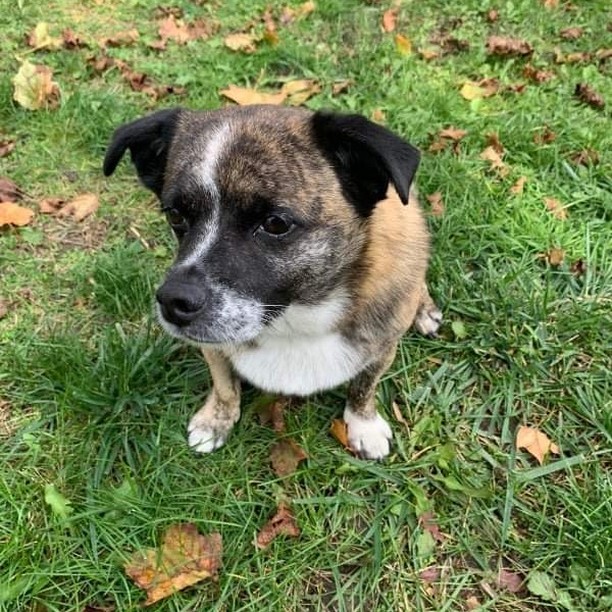 ADOPTABLE ALERT! 

Obie

Pug/Chihuahua Mix 

7 Years Old

Male

21lbs

 

Dogs: No thanks! Obie prefers ALL the attention 

Cats: No thanks!

Kids: 12+ Please

Housing Type: Detached or townhome where some barking is okay

Fenced in yard: Obie would adore a yard of his own 

Special: Obie has some separation anxiety and is looking for a family who is home more often and willing to work with him on this behaviour. He is currently taking medication to help him with his anxiety.

Adoption Fee: $750

Have you ever seen a cuter creature than Mr Obie? This little guy is absolutely jam packed with love, quirks and hilarity! If you are looking for a little dog to keep you on your toes, trust us, you found him!

Obie came into care a few months ago and it was clear from the beginning that he was an anxious little guy. Obie’s foster family worked hard with him on crate training, but this was far to stressful for Obie. He is looking for a home who will be comfortable with him being left loose when they are away. Obie will cry and sometimes howl when he is left alone. We are currently managing this with a low dose of medication to help ease his anxiety, this has worked really well for him, and his adopter’s will need to continue this in his forever home.

Obie has been working hard on his ability to meet and make friends with other dogs. He has successfully made friends with calm, non-confrontational dogs but can be reactive to others on walks. He continues to make great progress on his reactivity and is checking in regularly with his foster parents on his walks. His forever family will need to continue to work with Obie to be calm and relaxed on his walks.

Mr. Obie is a very human social doggo! He loves all the people that he meets and is a pretty calm guy when at home. He is not a high energy boy, but he really does adore his couple of walks a day. 
***Read his complete profile before applying at www.sitwithme.ca/obie ***