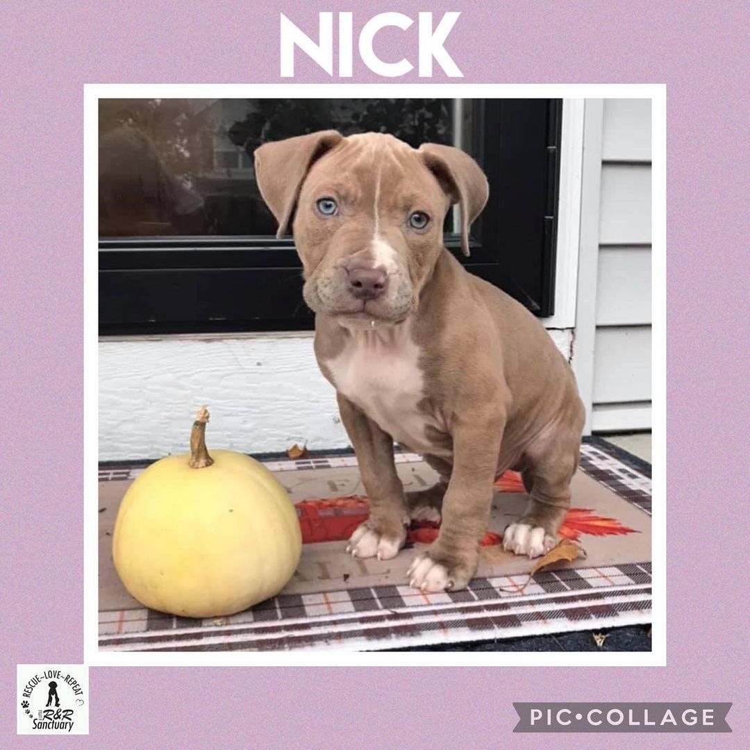 Super model Sunday, Nick brought his own props and set up his scene for his photo! Him and his backstreet boy buddies will be available for adoption soon. DM for details or use the link in our bio to submit an adoption application.