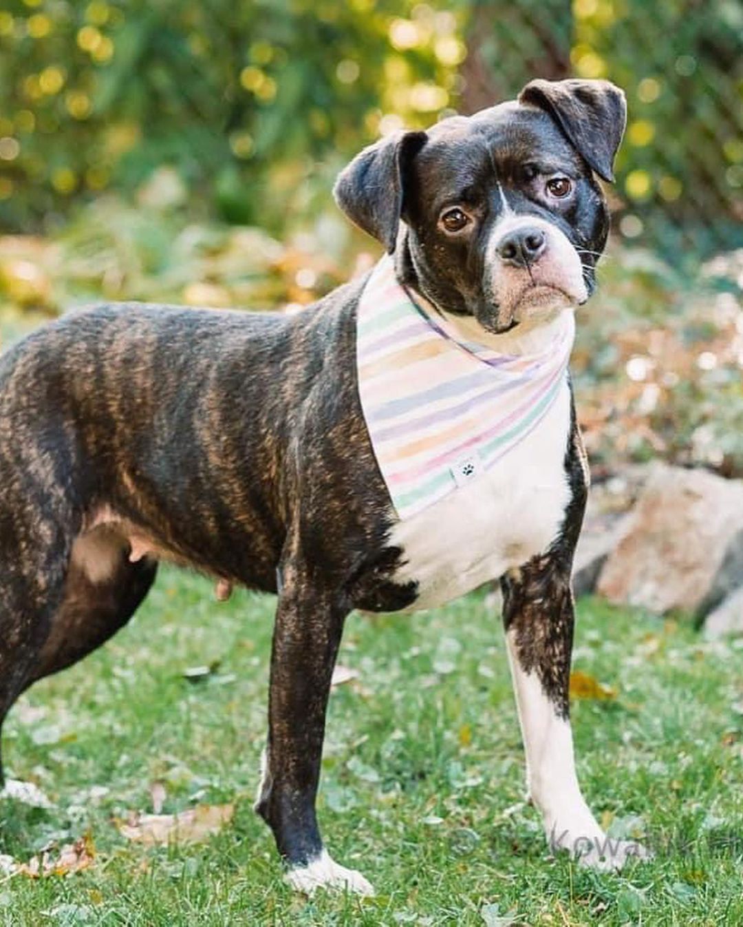 Happy Rosie girl!!! 🌹🥰 Check out these beautiful shots by @rocpetportraits! Swipe for underbite 🐶😜
Rosie will be up for adoption soon! Fill out an app on our website to get ahead of the game!! <a target='_blank' href='https://www.instagram.com/explore/tags/linkinbio/'>#linkinbio</a>